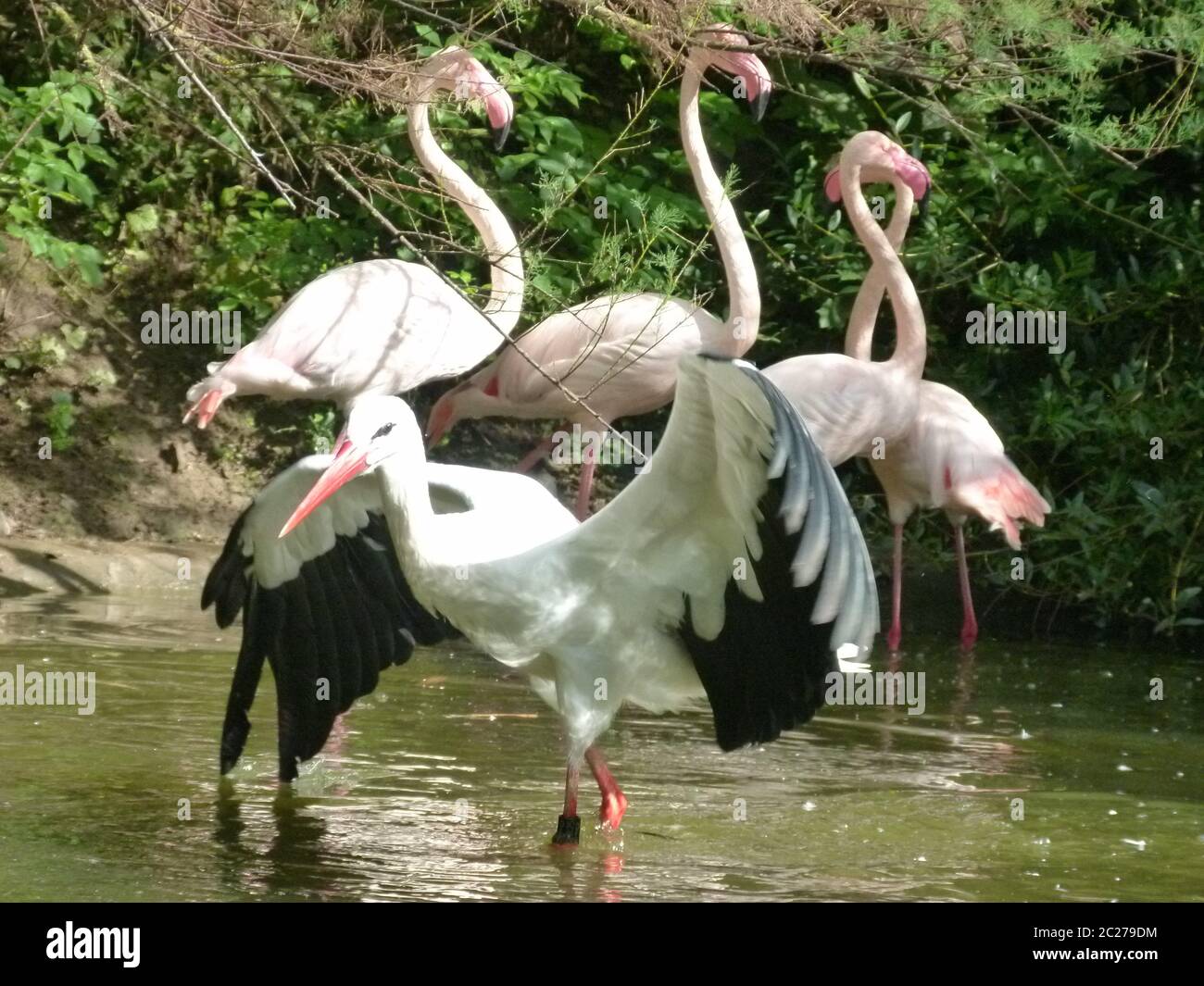 Storch im Wasser mit ausgestreckten Flügeln und Flamingos im Hintergrund Stockfoto