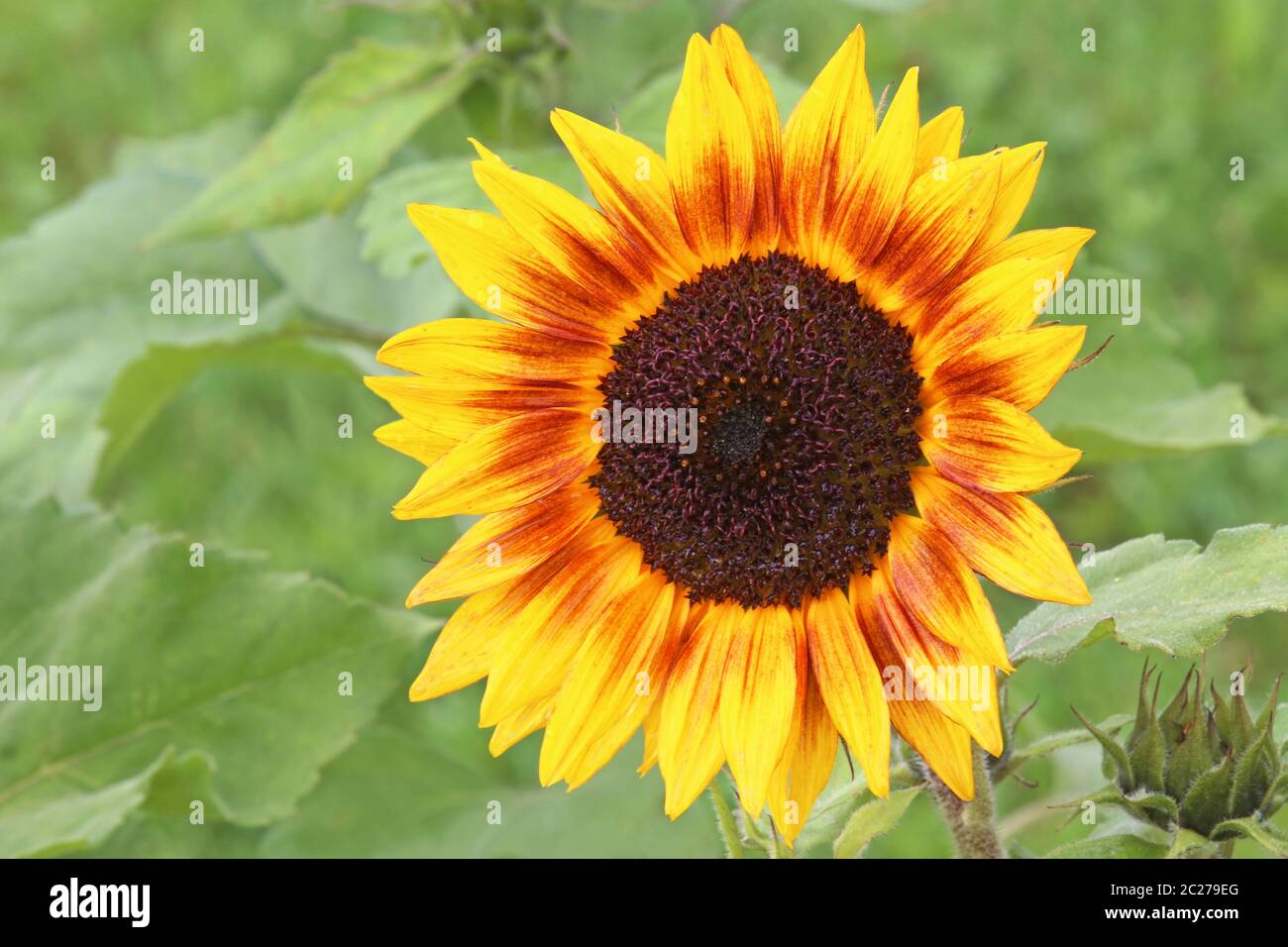 Sonnenblume Helianthus annuus Stockfoto