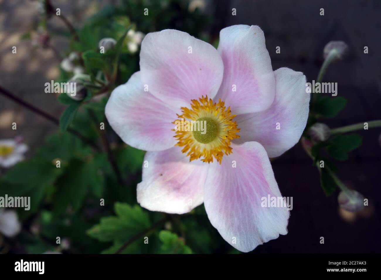 Herbst-Anemon Stockfoto