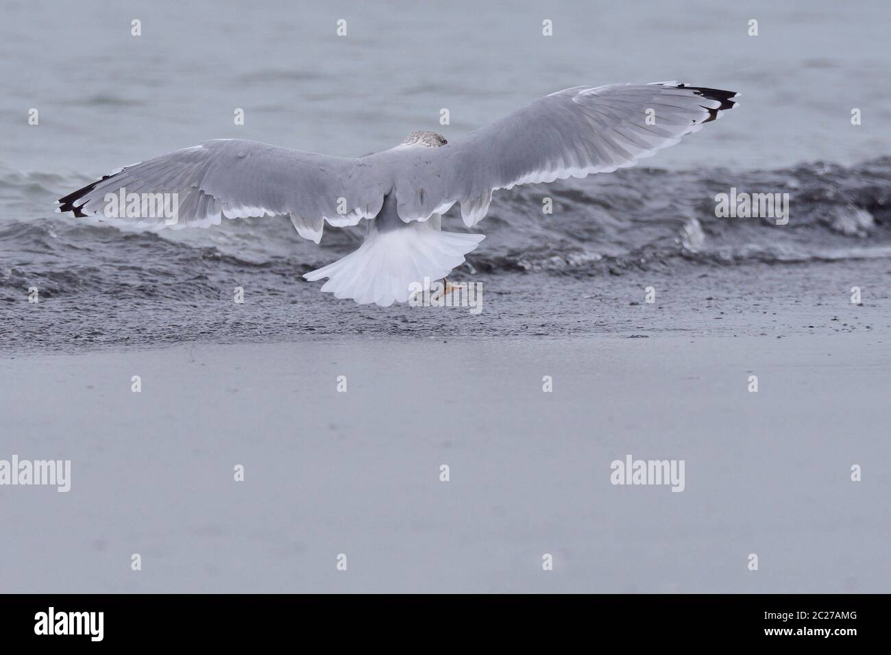 Europäische Heringsmöwe im Herbst an der ostsee Stockfoto