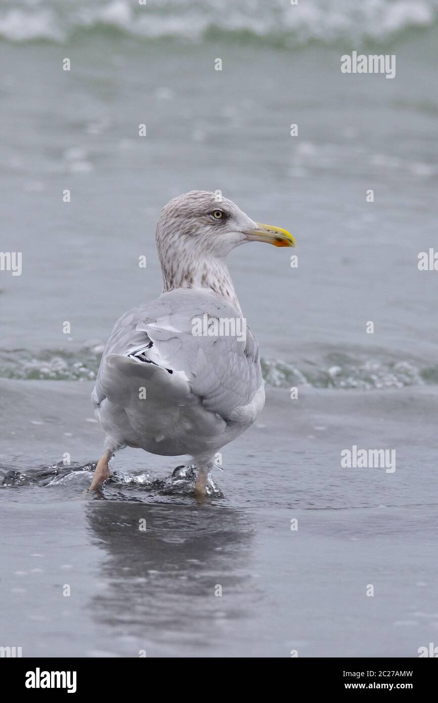 Europäische Heringsmöwe im Herbst an der ostsee Stockfoto