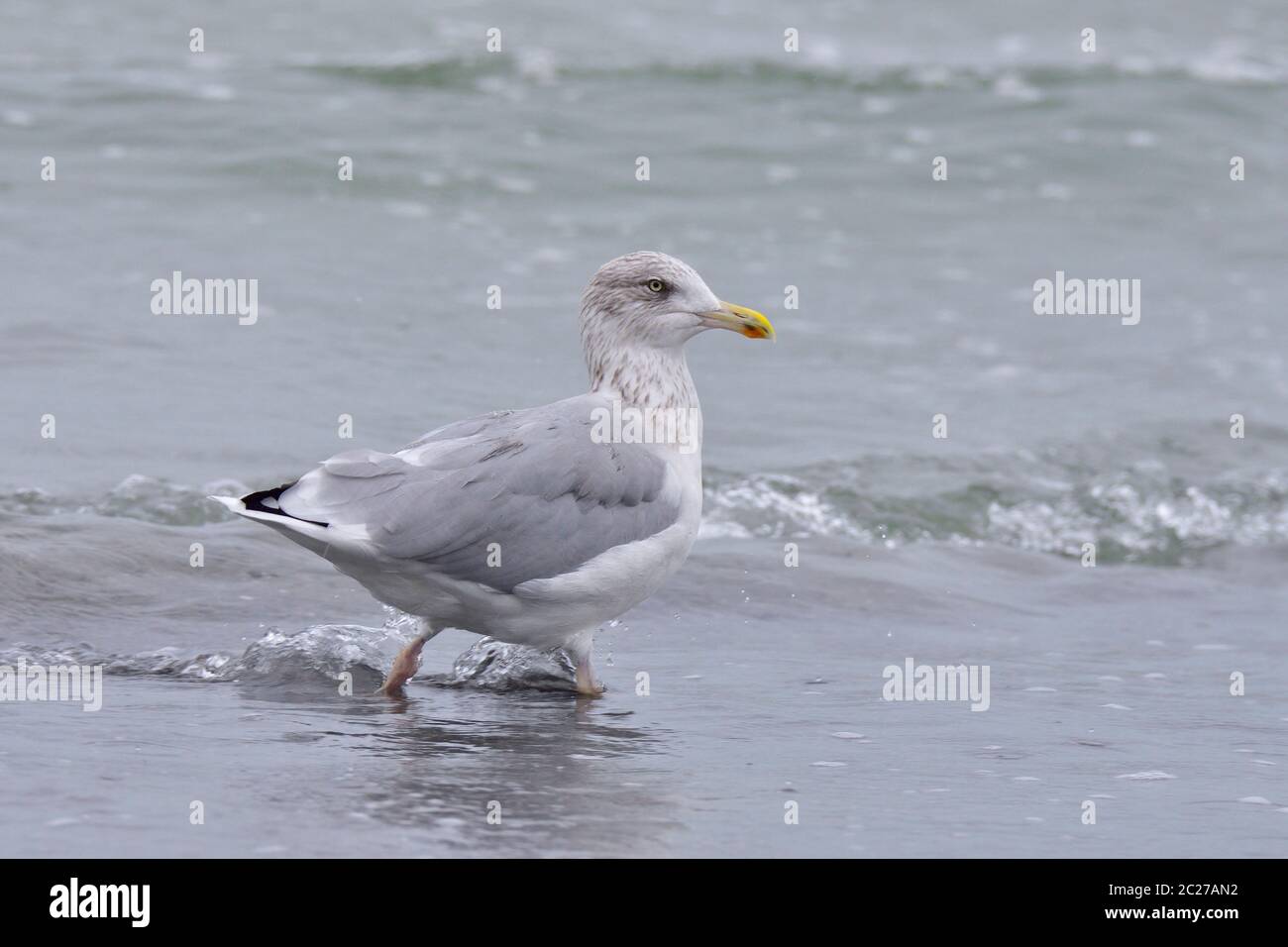 Europäische Heringsmöwe im Herbst an der ostsee Stockfoto