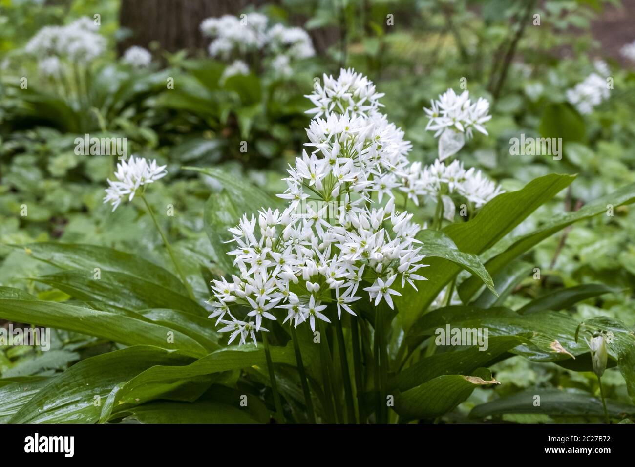 Bärlauch (Allium ursinum) Stockfoto