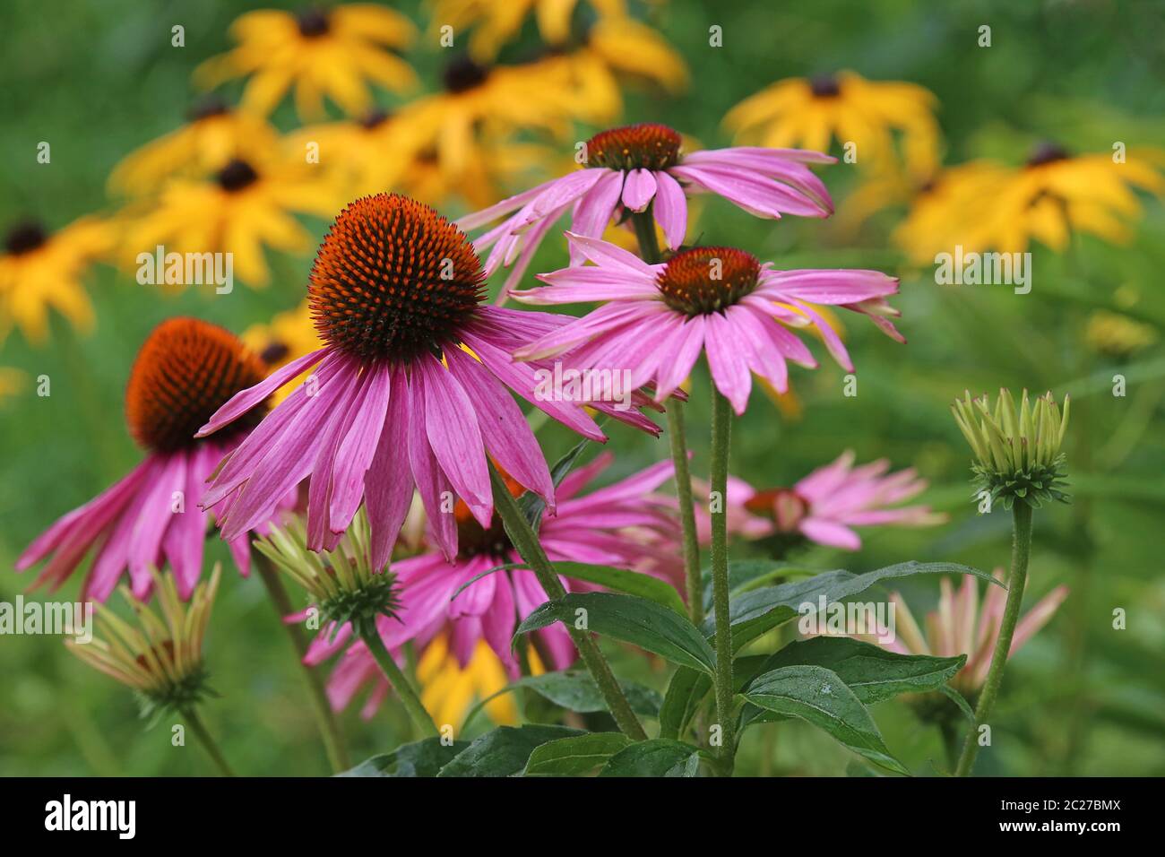 Lila Sonnenhut Echinacea purpurea blüht vor dem gelben Sonnenhut Rudbeckia fulgida Stockfoto