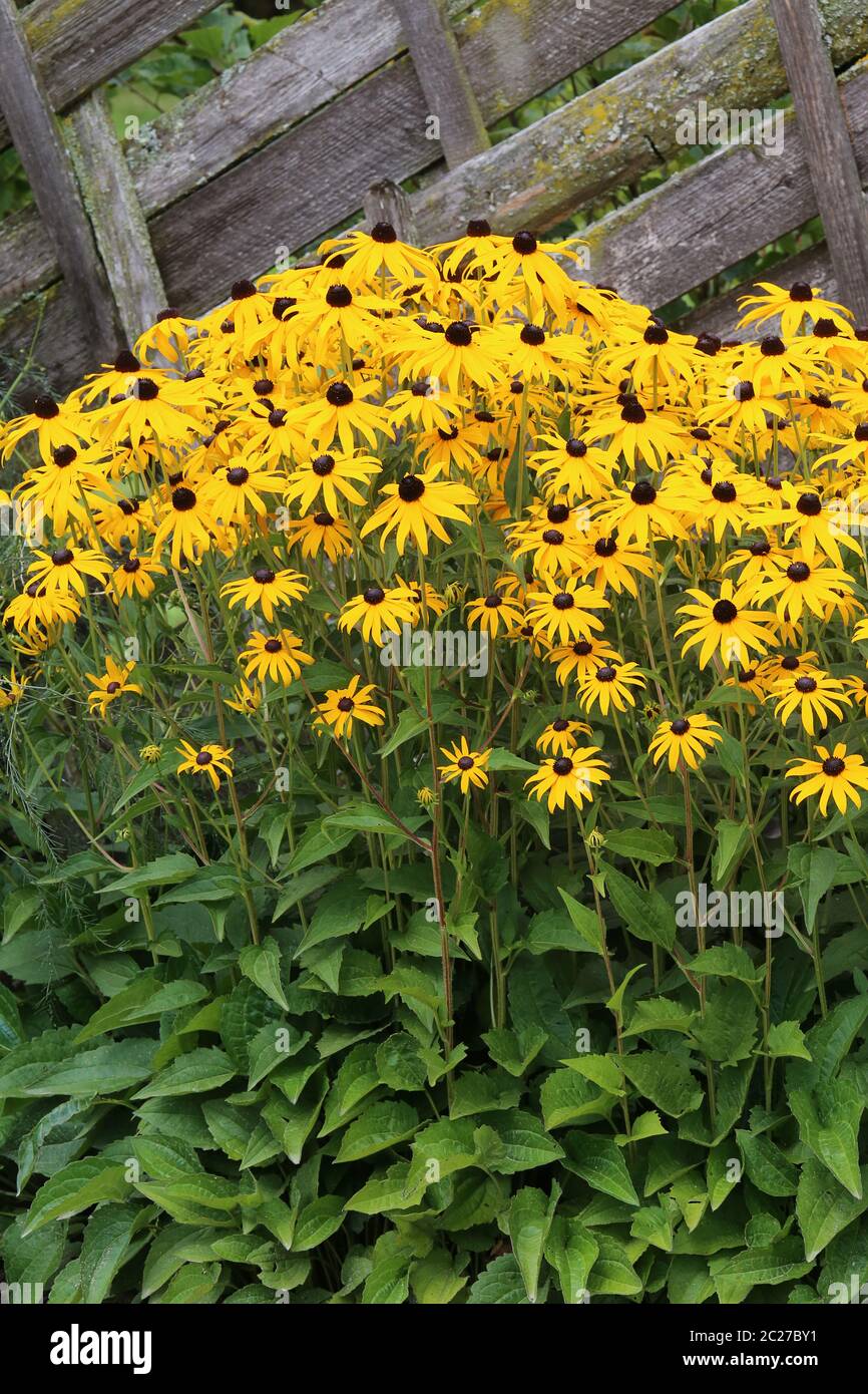Sonnenhut Rudbeckia fulgida am Gartenzaun Stockfoto