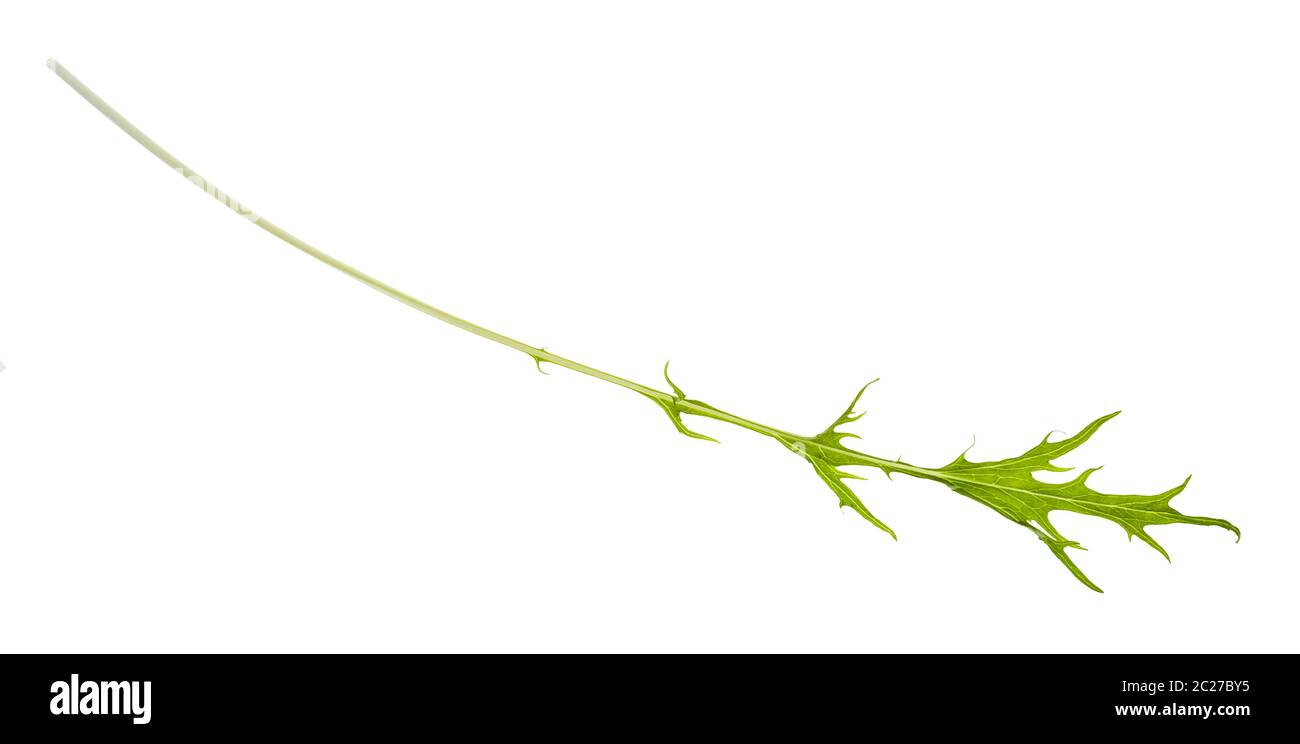 Grünes Blatt von mizuna (Japanische senfgrüns) Pflanze isoliert auf weißem Hintergrund Stockfoto