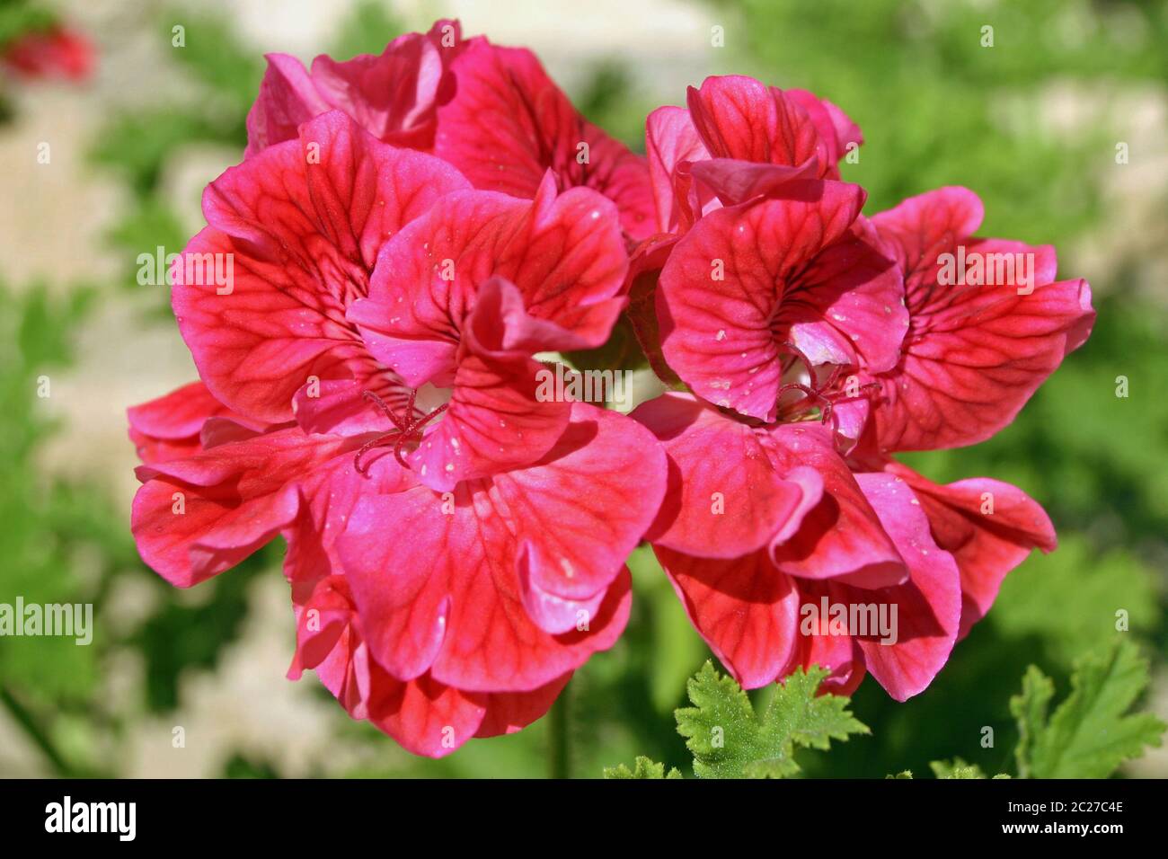 Helle und dunkelrosa Geranienblüten mit ausgeprägten dunkleren Adern. Hintergrund der Blätter. Stockfoto