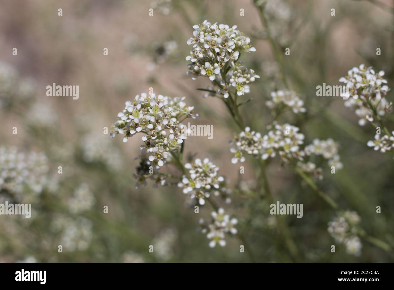 Wüstenkraut, Lepidium Fremontii, gebürtige Perennial in Pioneerstown Mountains Preserve, Southern Mojave Desert, Frühling. Stockfoto