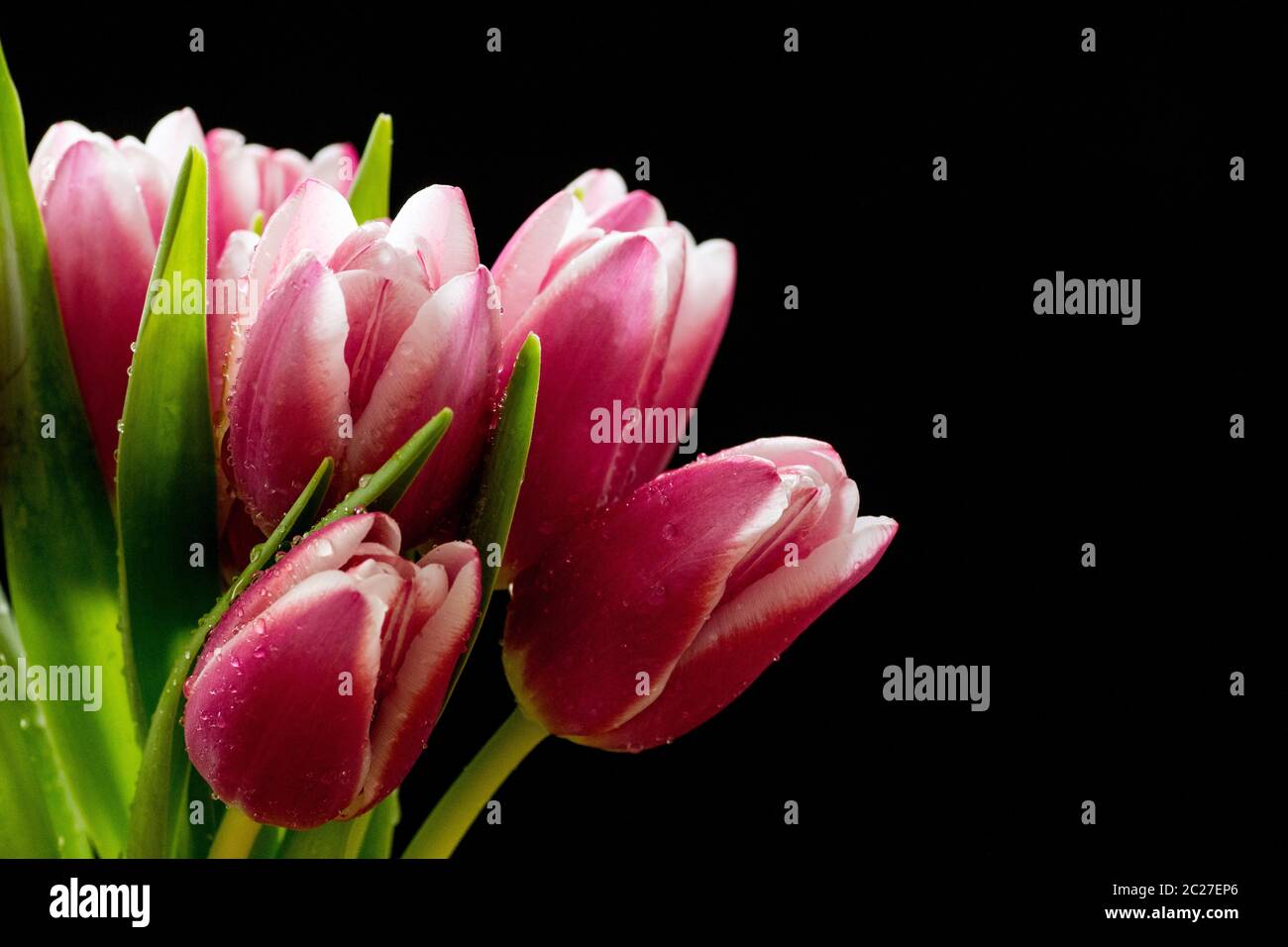 Schöne rosa Tulpe Blumenstrauß mit Wassertropfen auf sie isoliert auf schwarzem Hintergrund. Stockfoto