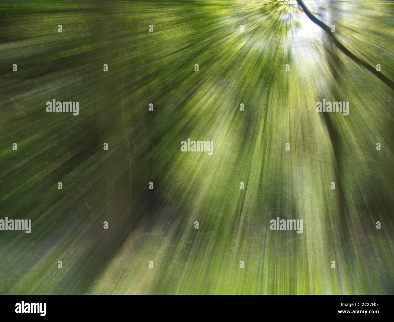 Lebendiges Frühlingsgrün abstrakter Zoom Unschärfe des Sonnenlichts durch Waldbäume und Blätter Stockfoto