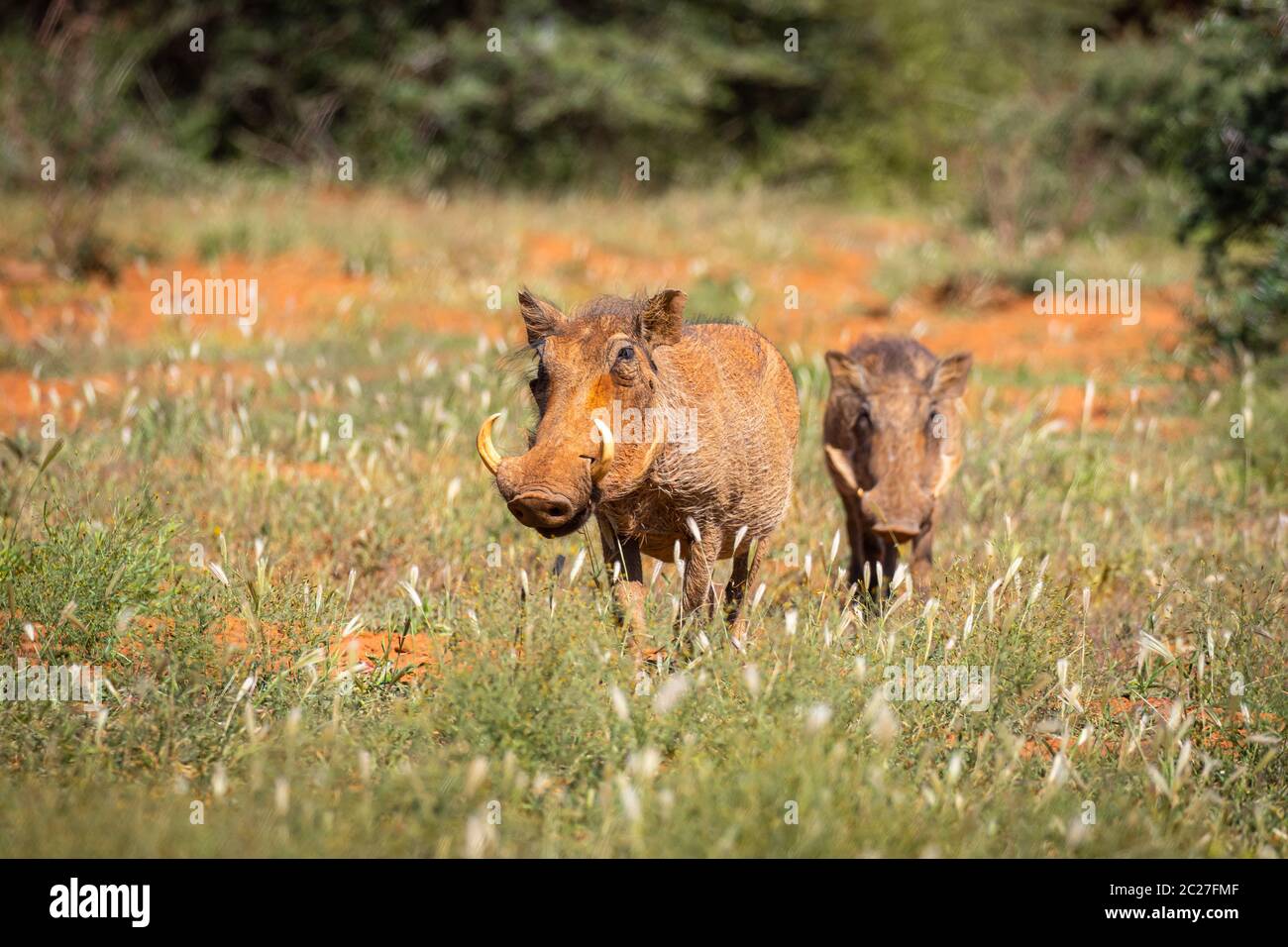 Zwergwarzenschweine (Phacochoerus africanus) Stockfoto