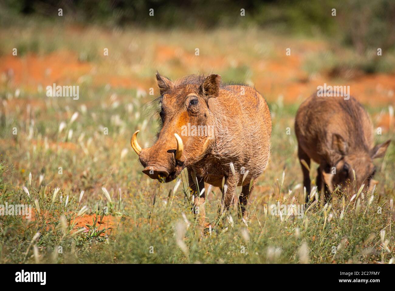 Zwergschweine (Phacochoerus africanus) in Namibia Stockfoto