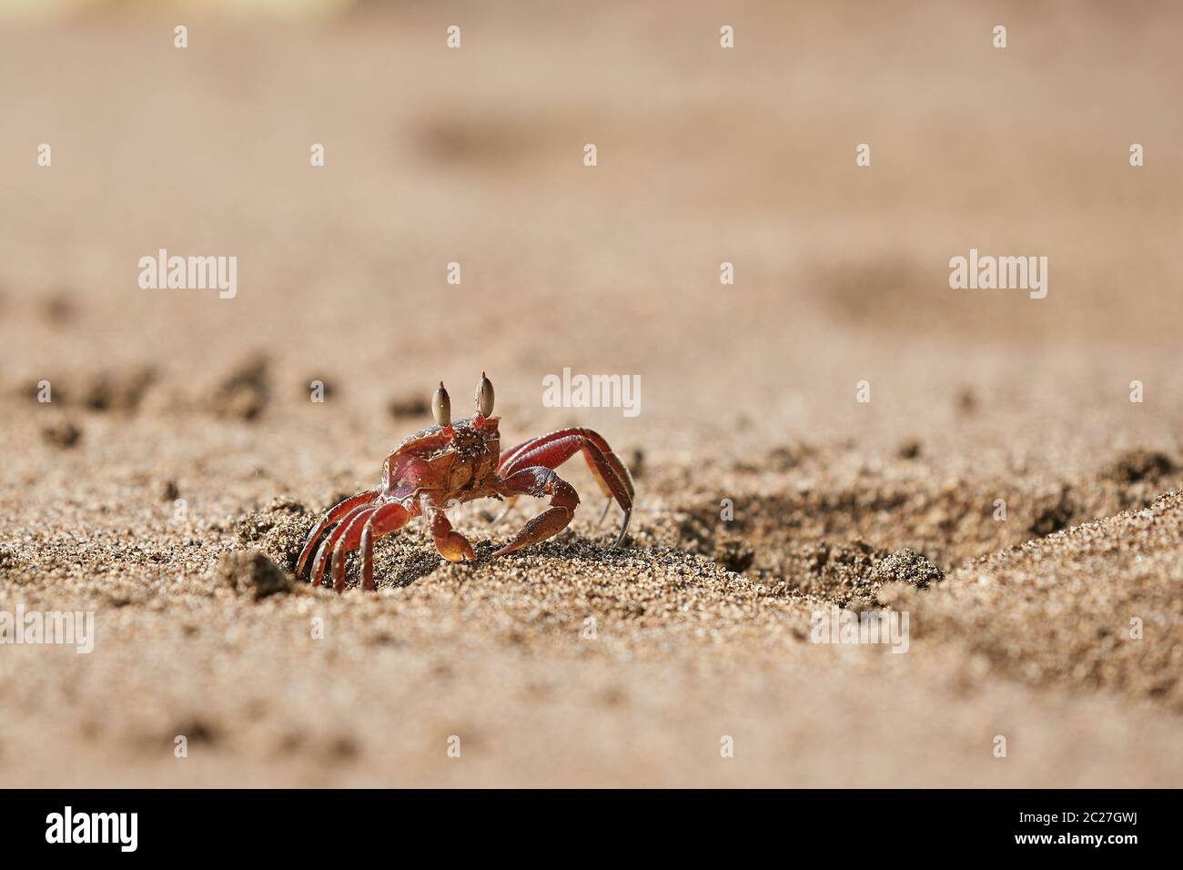 Geisterkrabbe, die im Sand kriecht, der aus einem Loch in Nuqui, Kolumbien, kommt Stockfoto