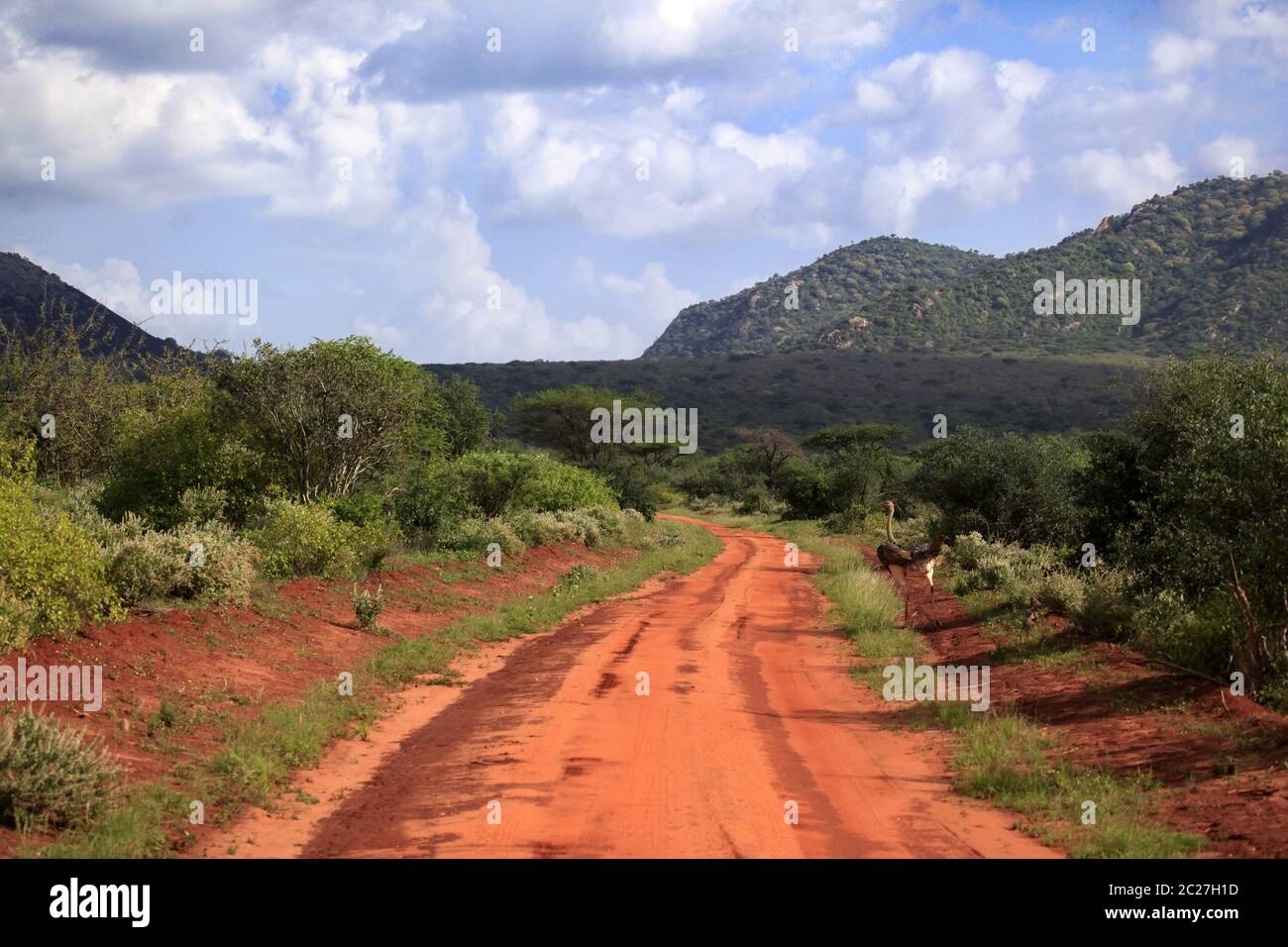 Strauß im Tsavo East National Park. Kenia Stockfoto