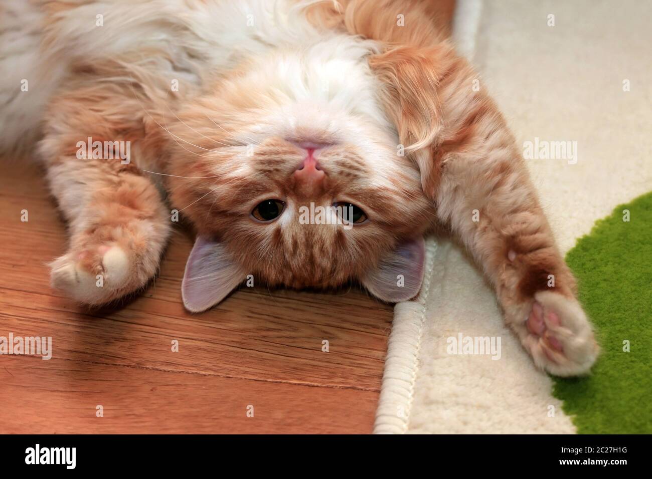 Rote Katze liegen auf dem perkette des Hauses Stockfoto