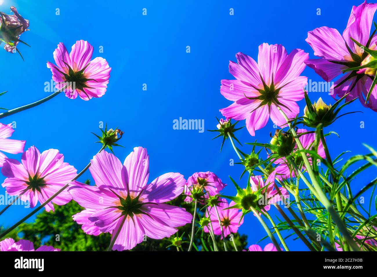 Blumenwiese in Blüte von unter 131619 Stockfoto