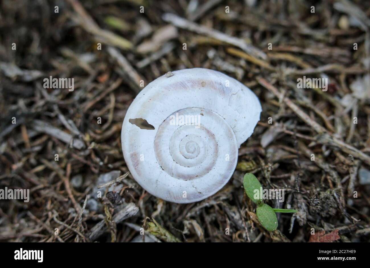 Leere Schneckenhülle auf der Wiese Stockfoto