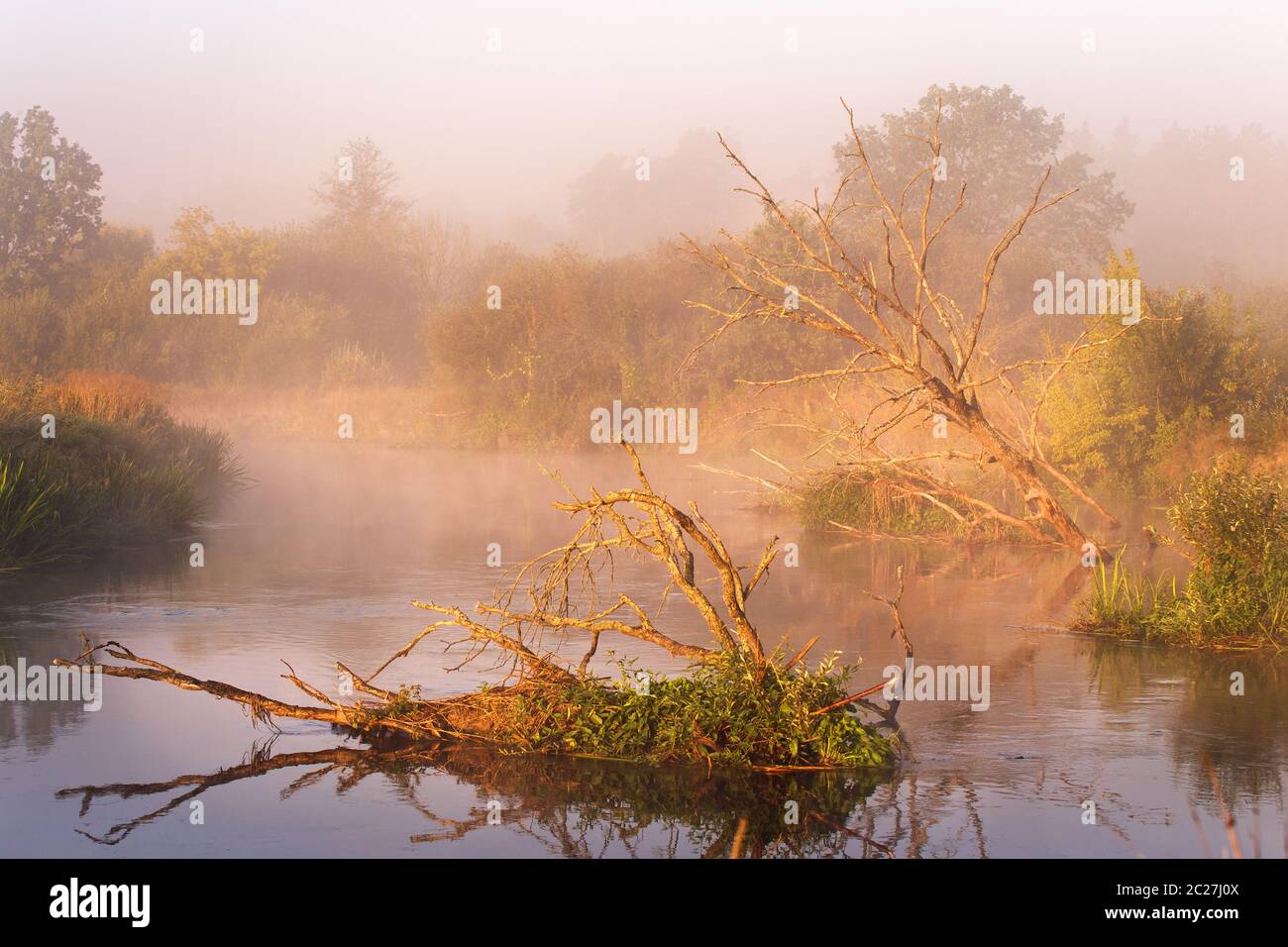 Alte chemische Eichen Verlegung in Wasser. Herbst Nebel ländlichen Sonnenaufgang. Sonniger Morgen auf dem Fluss Neman, Belarus. Stockfoto