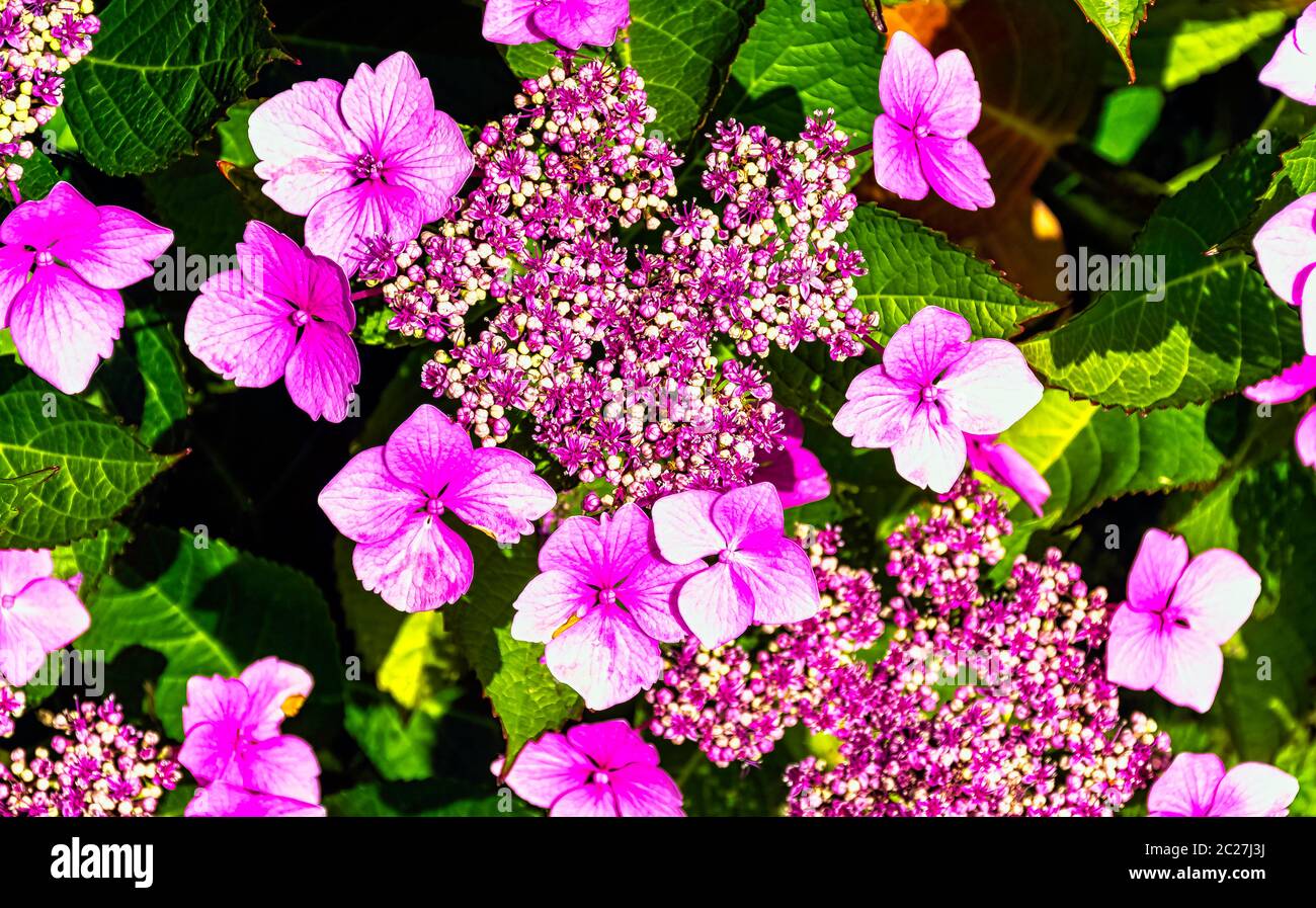 Hortensia macrophylla bekannt als bigleaf, French oder Mophead Hortensia, Penny mac und Hortensia Stockfoto