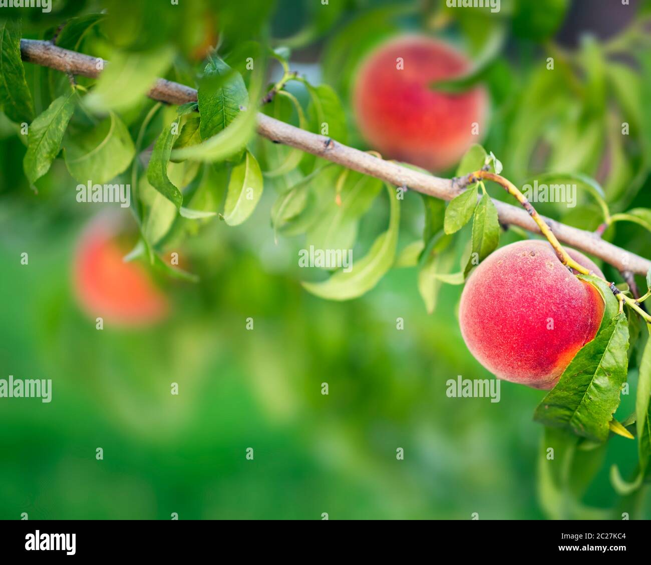 Pfirsich-Obstbaum Stockfoto