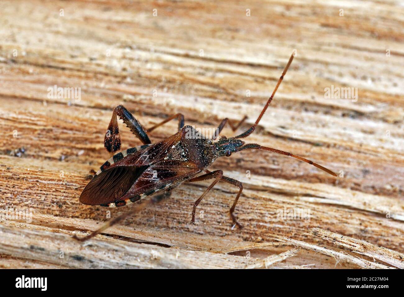 Amerikanischer Kiefernschwanz Leptoglossus occidentalis Stockfoto