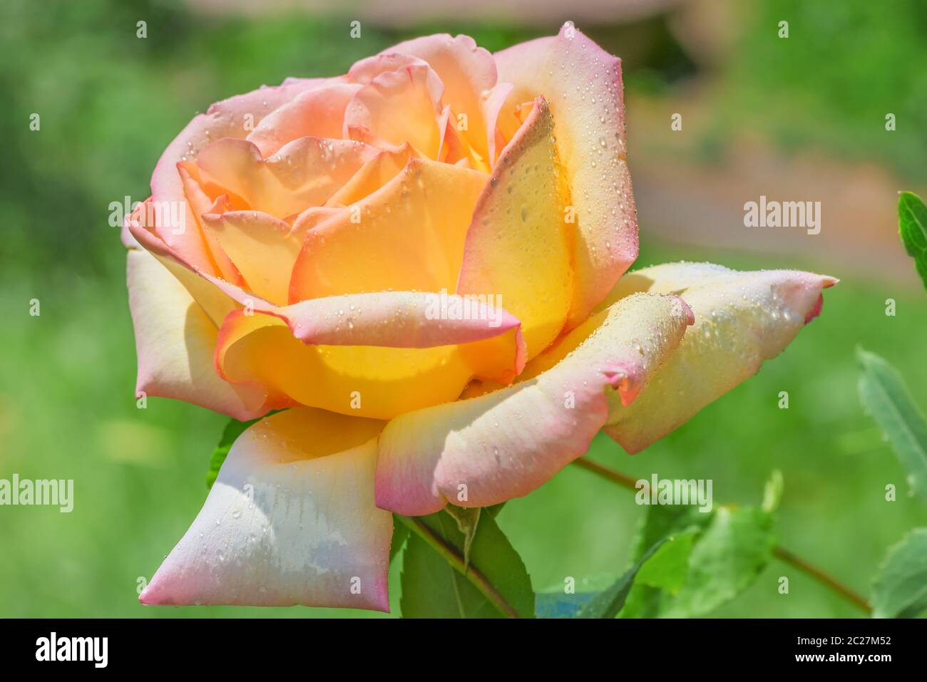 Schöne Hybrid-Teesrose mit Regentropfen auf den Blütenblättern. In Deutschland heißt sie Gloria Dei, in Italien Gioia und in englischsprachigen Ländern Frieden. Stockfoto