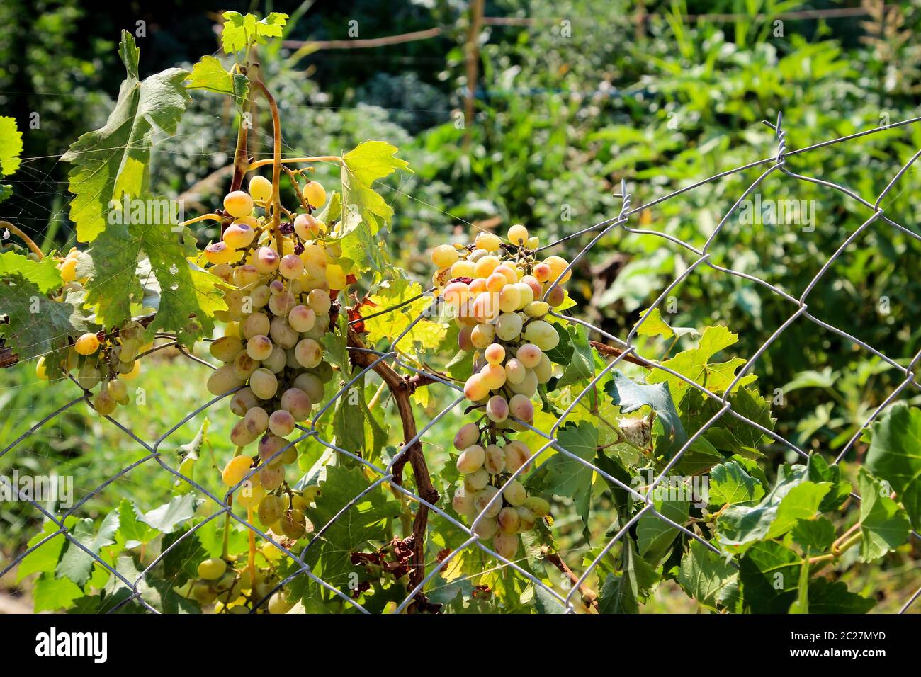 Weißwein-Rechen auf einer Weinpflanze Stockfoto