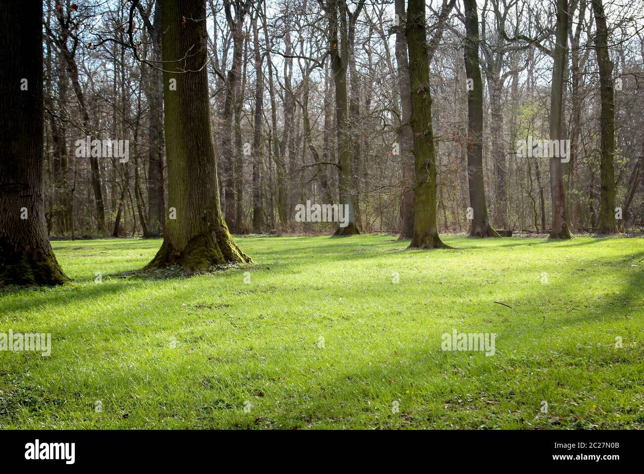park mit sonnenbeschienenen Bäumen und Gras Stockfoto