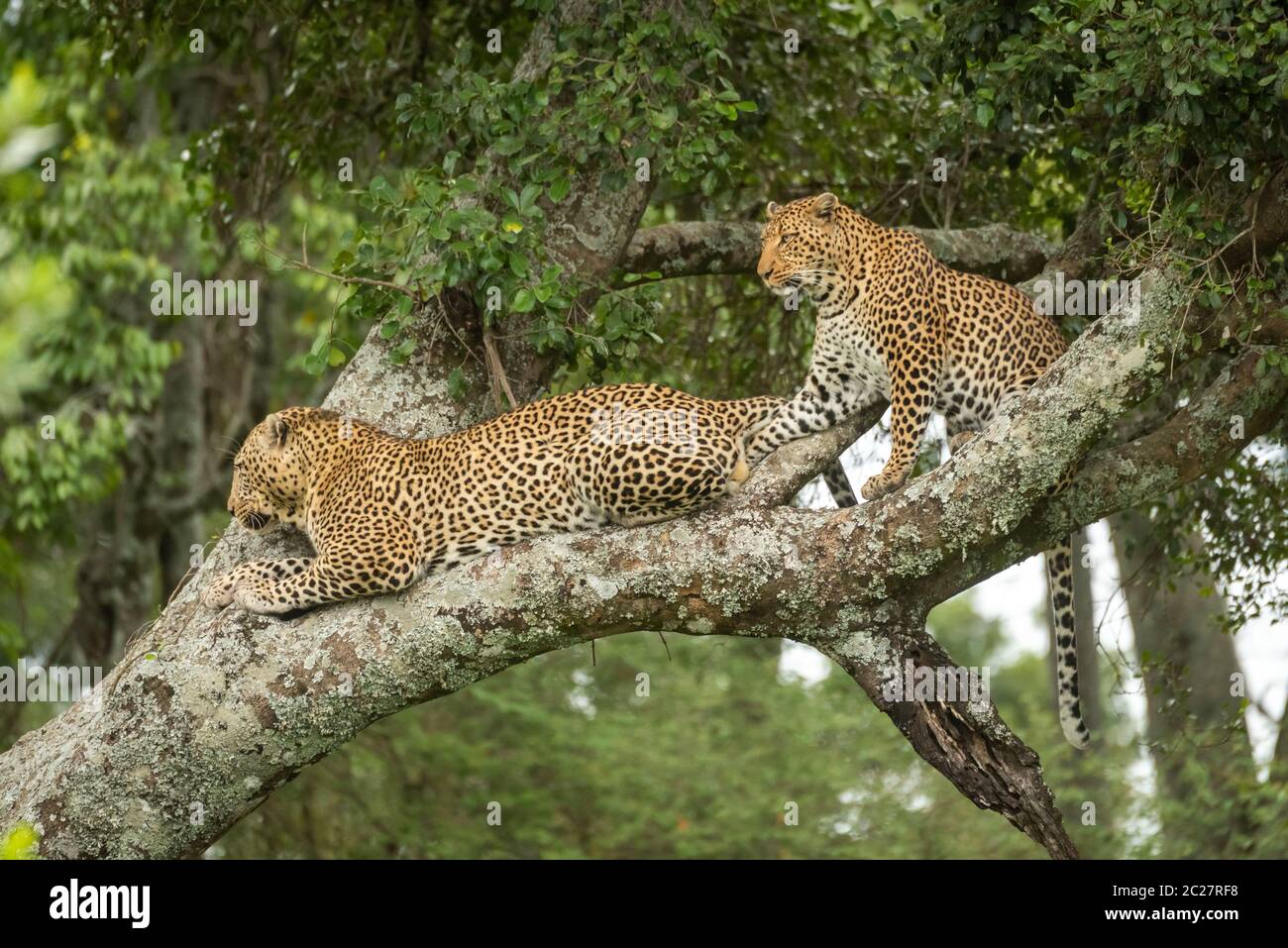 Zwei Leoparden Look von Flechten bewachsene Zweig Stockfoto