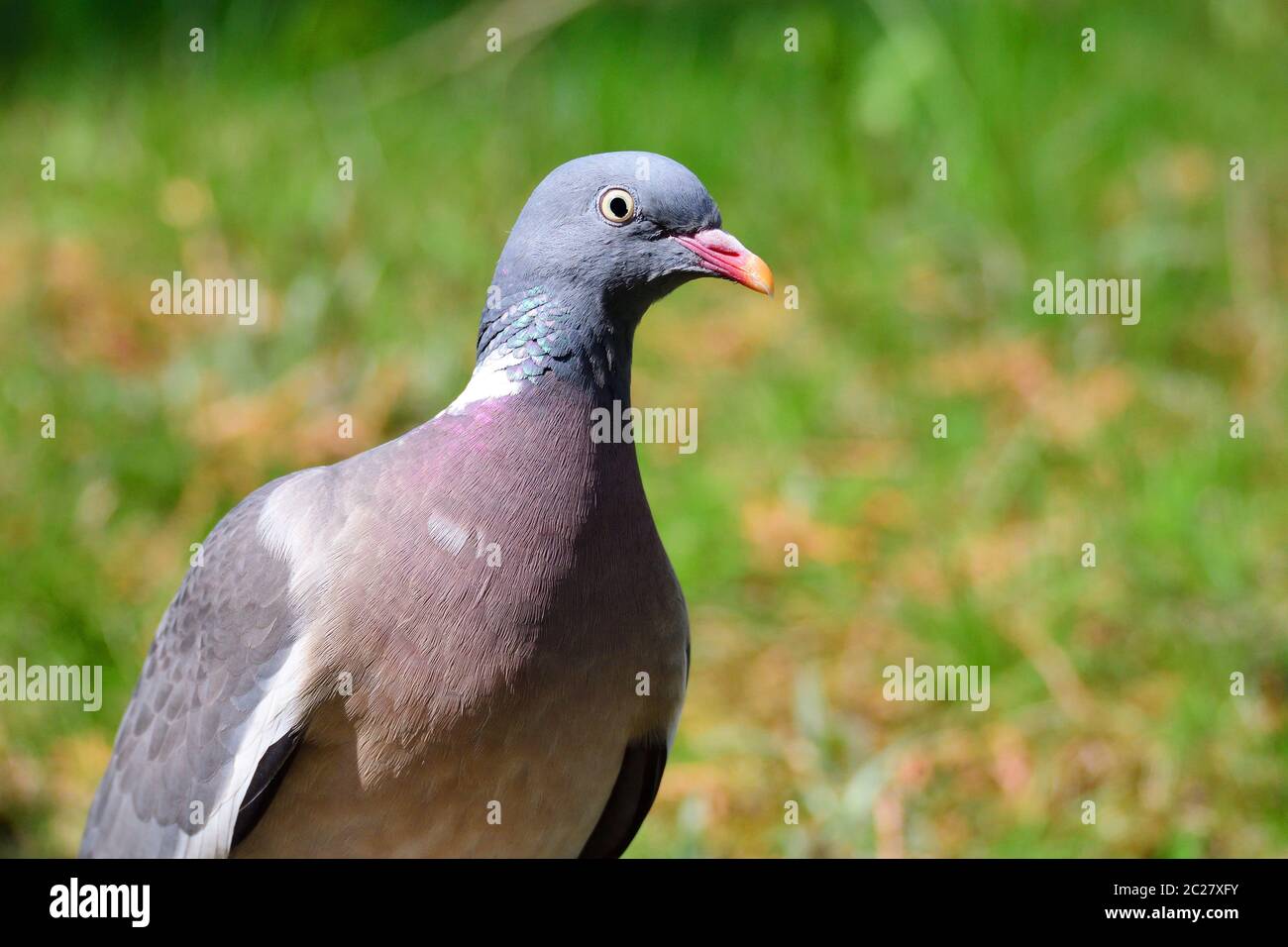 Porträt einer gewöhnlichen Holztaube Stockfoto