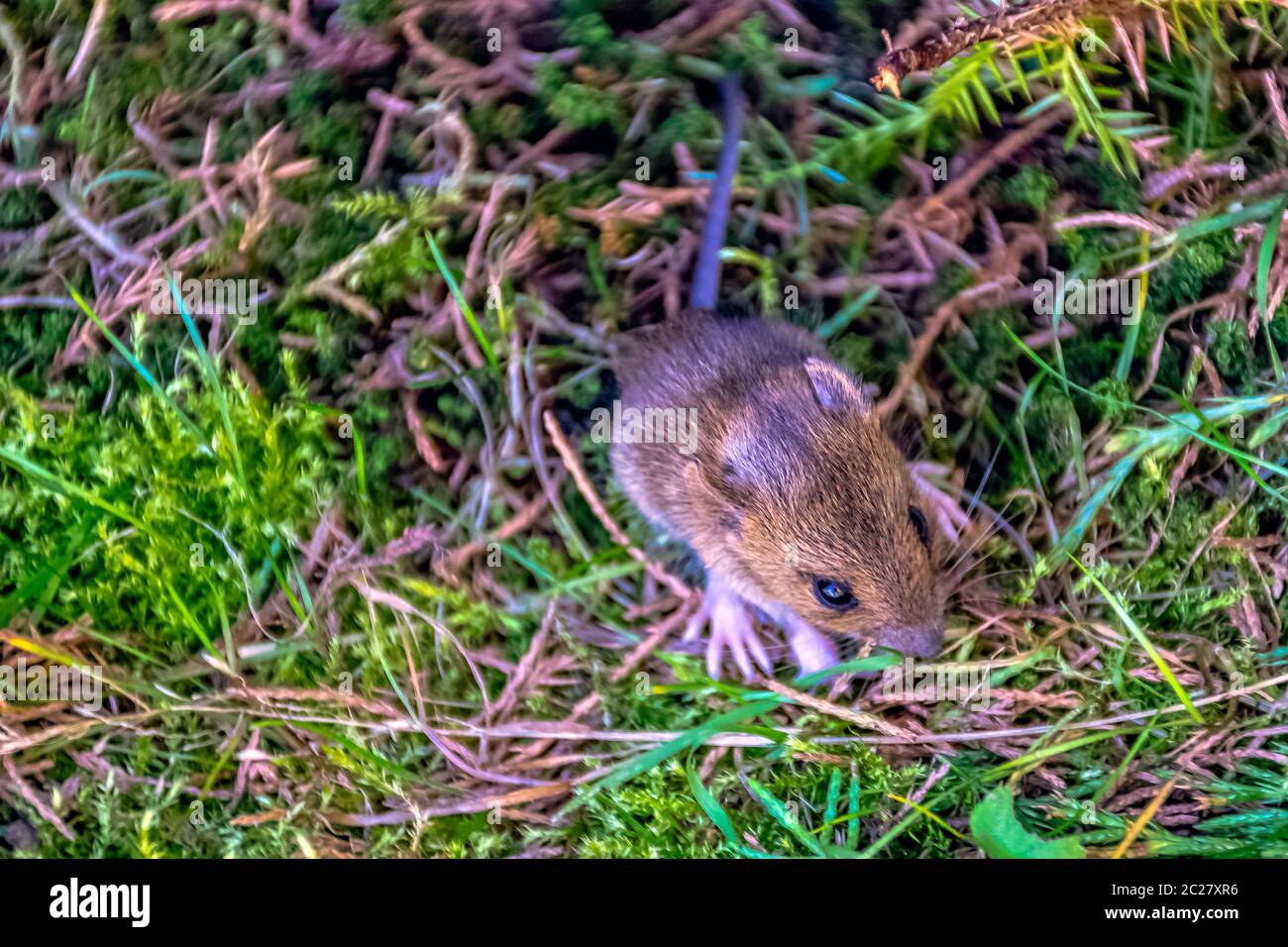 Im Gras versteckte junge Bankmaus (Myodes glareolus, früher Clethrionomys glareolus) Stockfoto