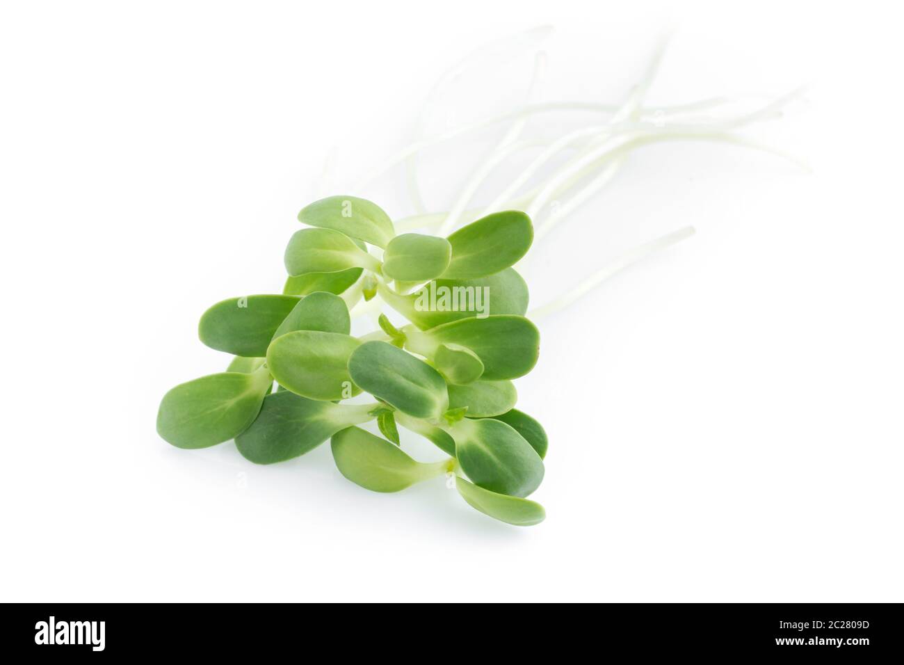 Sonnenblumen sprießen Stockfoto