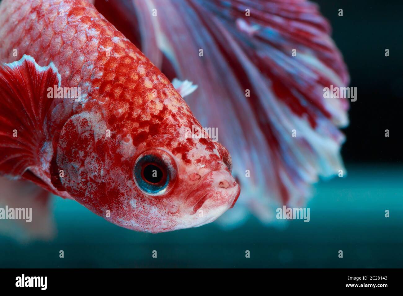 Betta Fisch Stockfoto