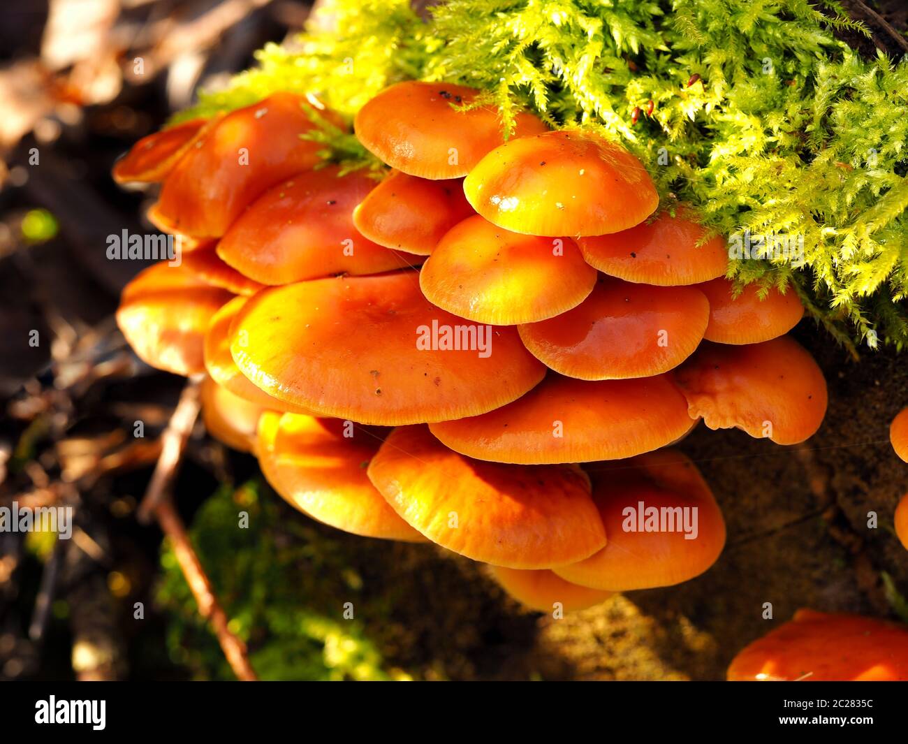 Pilze wachsen auf einem Bemoosten Baumstumpf im Wald im Herbst Stockfoto