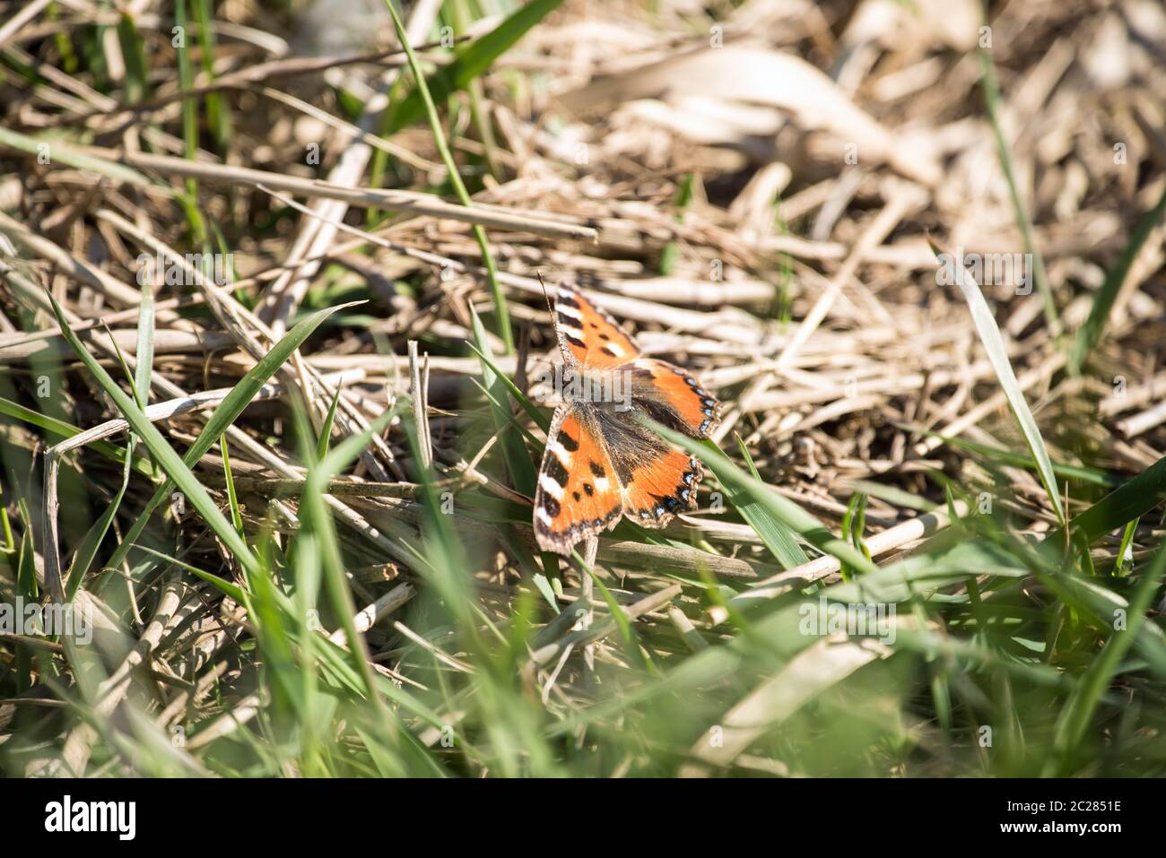 Kleiner Fuchs Stockfoto