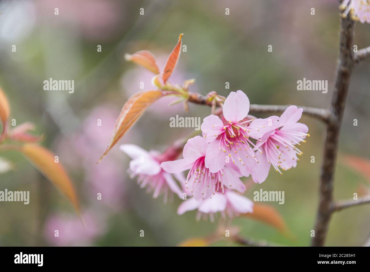 Ausgewählte konzentrieren sich auf die Nahaufnahme von Kirschblüten in voller Blüte, in Unschärfe von rosa Blume auf Backgroun Stockfoto