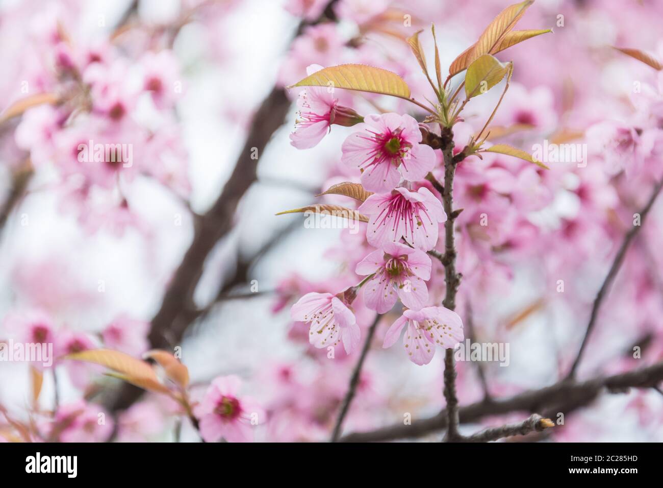 Ausgewählte konzentrieren sich auf die Nahaufnahme von Kirschblüten in voller Blüte, in Unschärfe von rosa Blume auf Backgroun Stockfoto