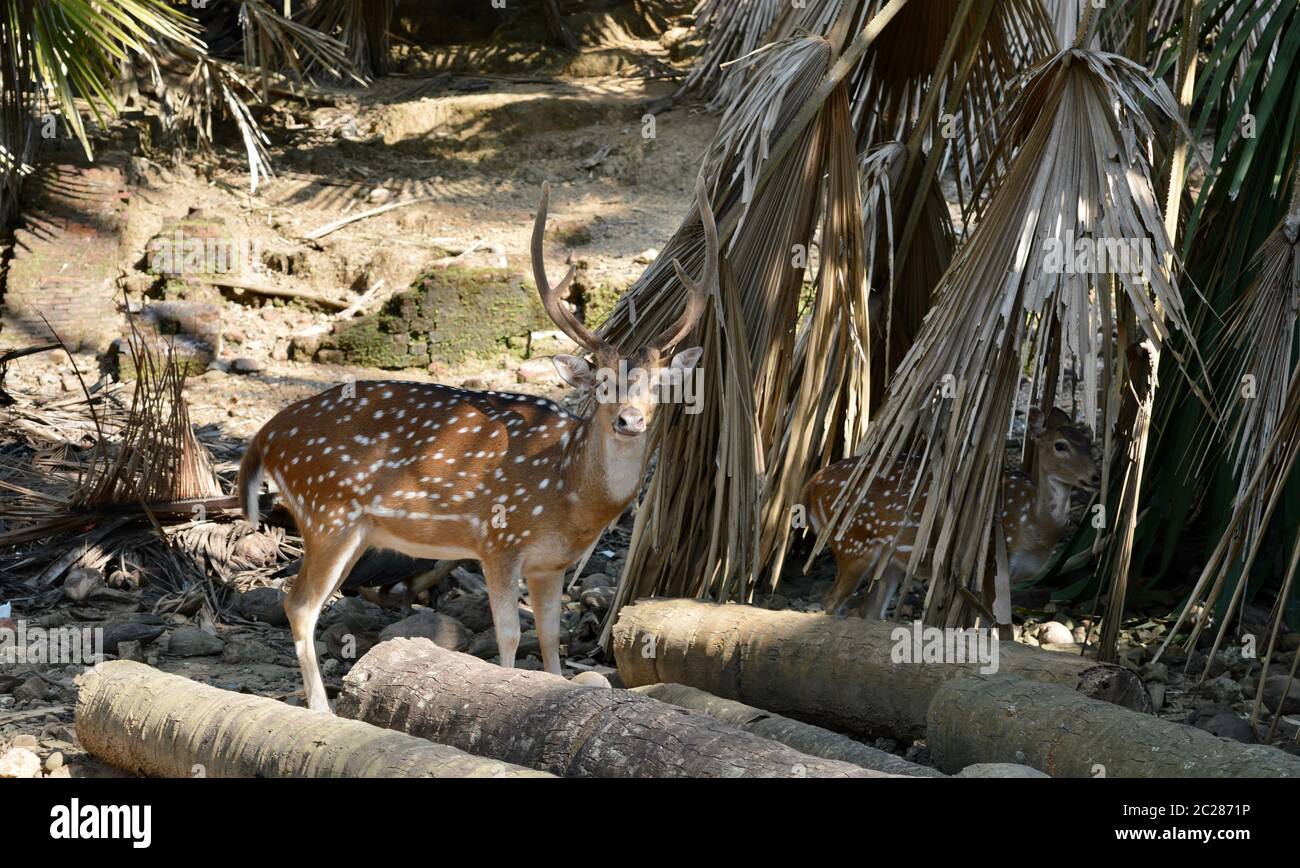 Das Beste am Deer Park auf Ross Island, umgeben von vielen Peacocks n Deers aber das ist derjenige, der sich anschaut Sie Stockfoto