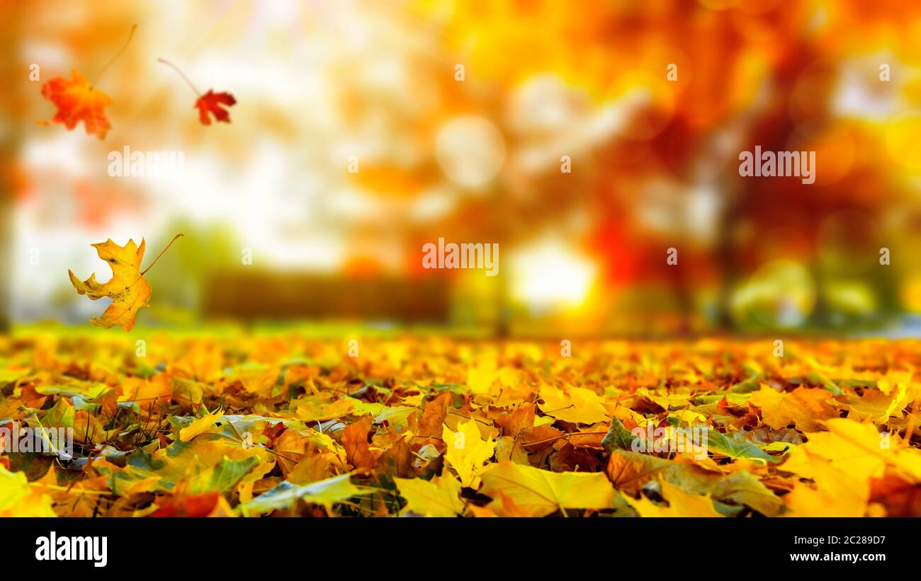 Farbenfrohe Herbst Sonnenuntergang Hintergrund Stockfoto