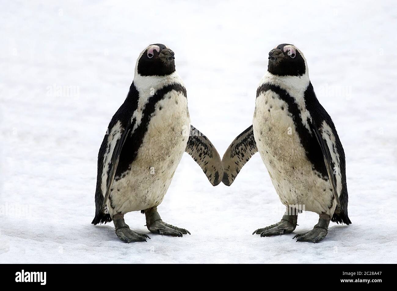 Pinguine auf dem Schnee Stockfoto