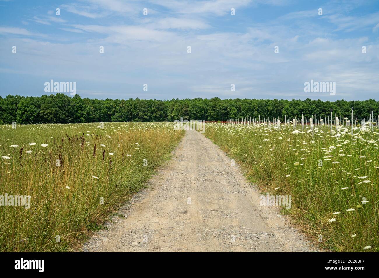 Eine unbefestigte Straße durch einen Sommer Feld ausdehnen in die Ferne. Stockfoto