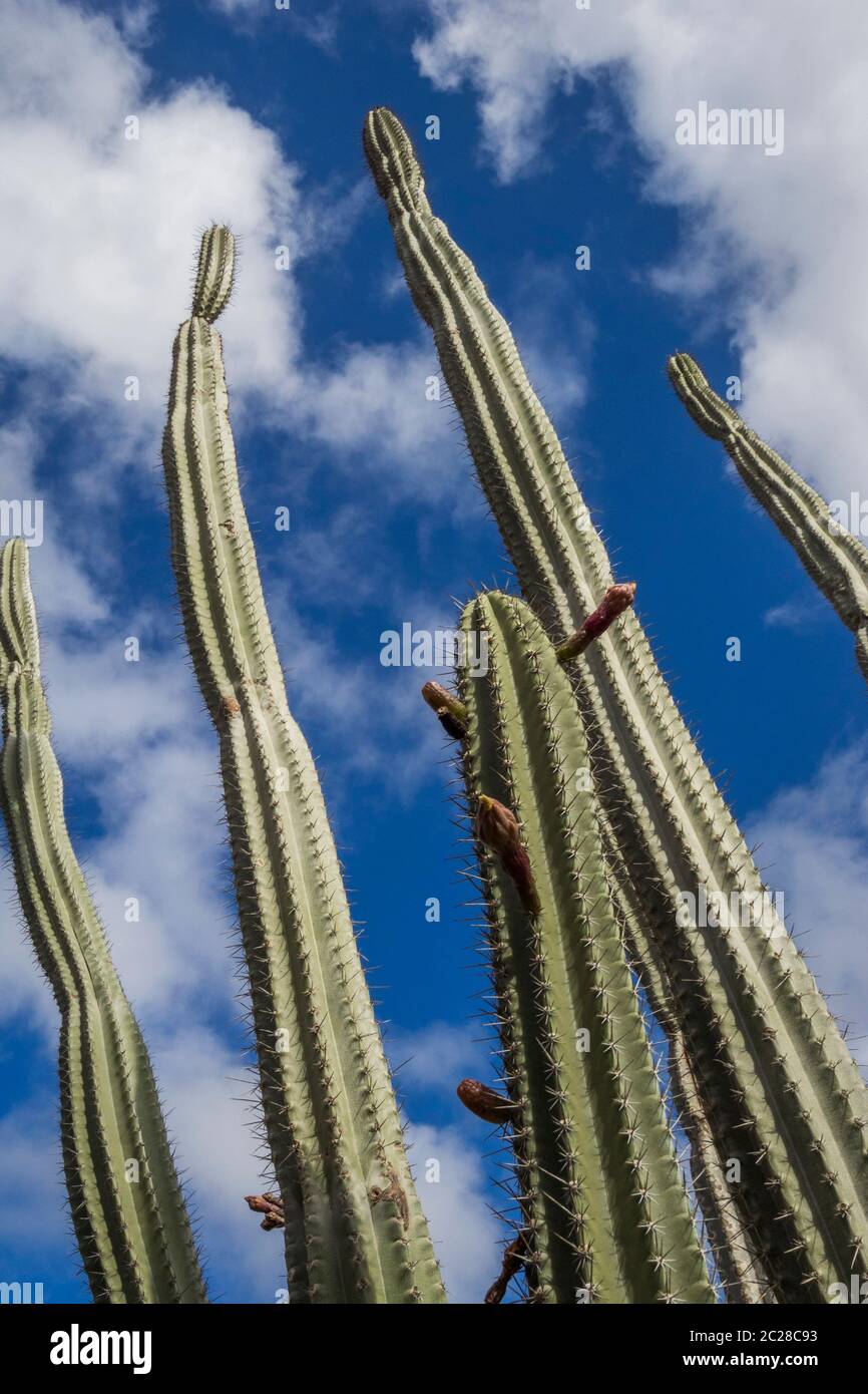 Karibisches Meer, Aruba - Aruba Nationalpark Stockfoto