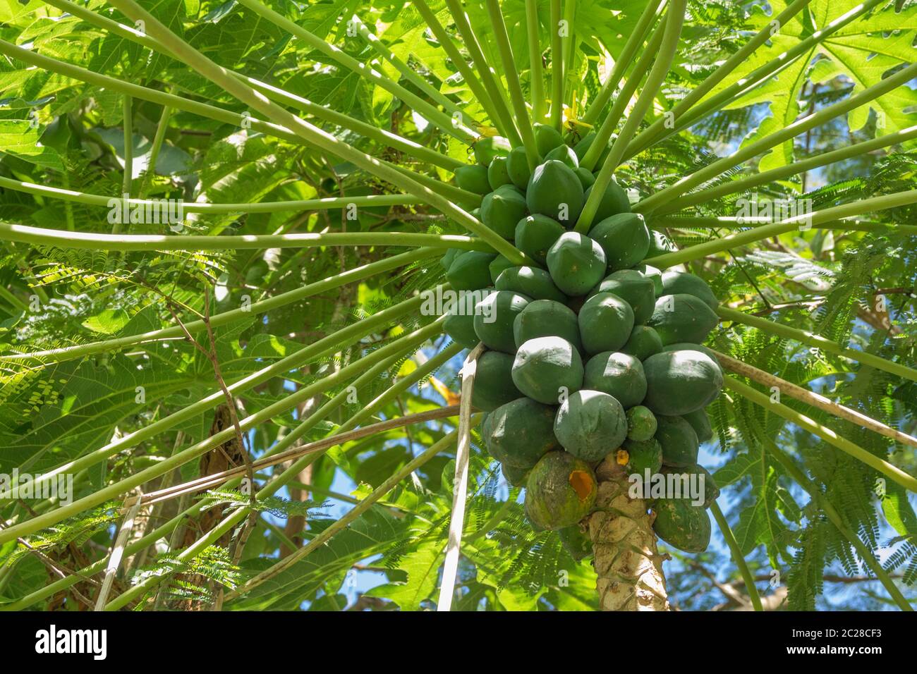 Karibik, St. Lucia - Blumen Stockfoto