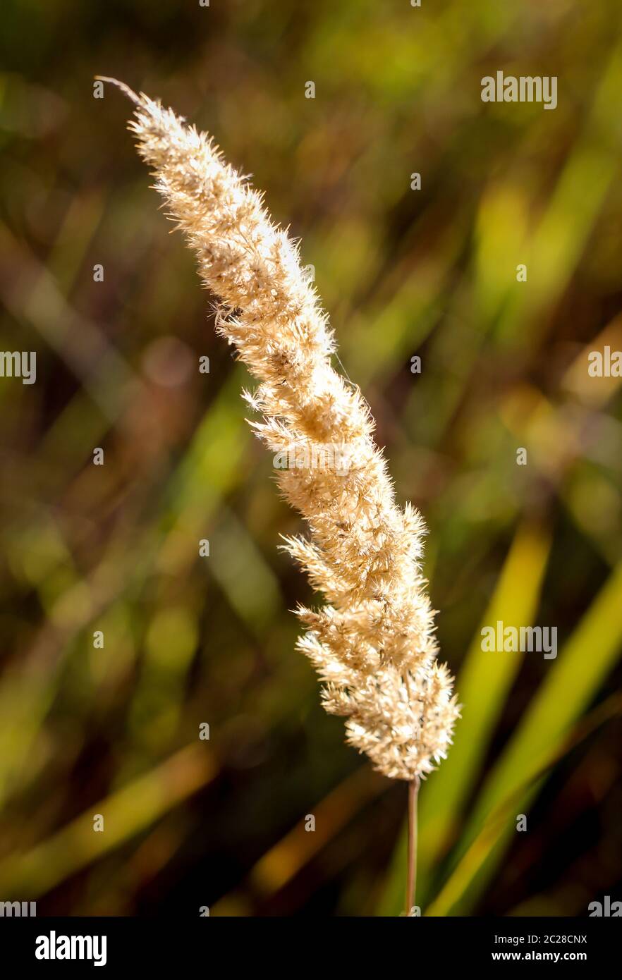 Eine Grasklinge im hinteren Licht der warmen Sonne Stockfoto