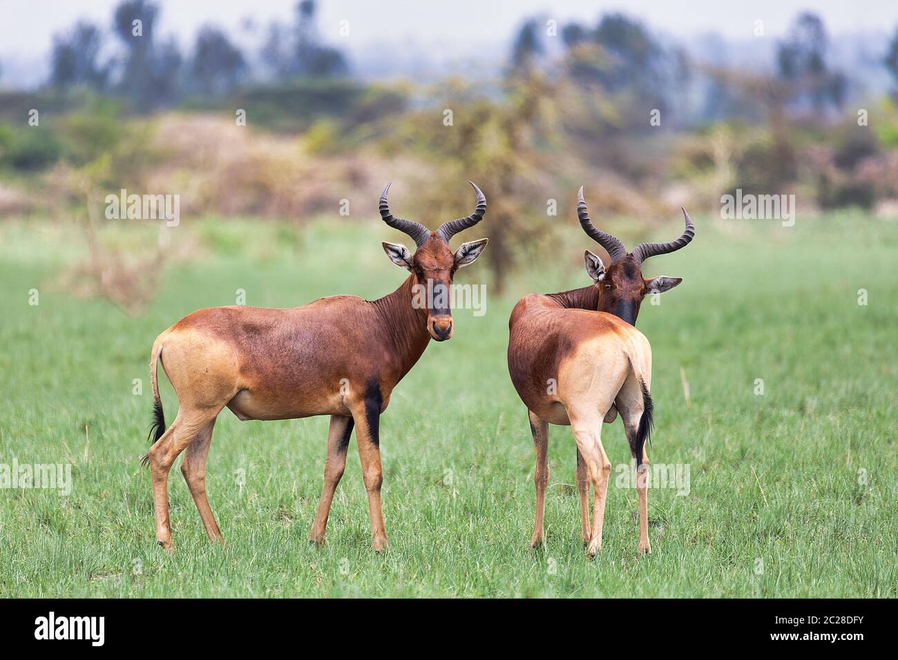 Swayne's Kuhantilopen Antilope im Senkelle Heiligtum, Äthiopien, Afrika wildlife Stockfoto