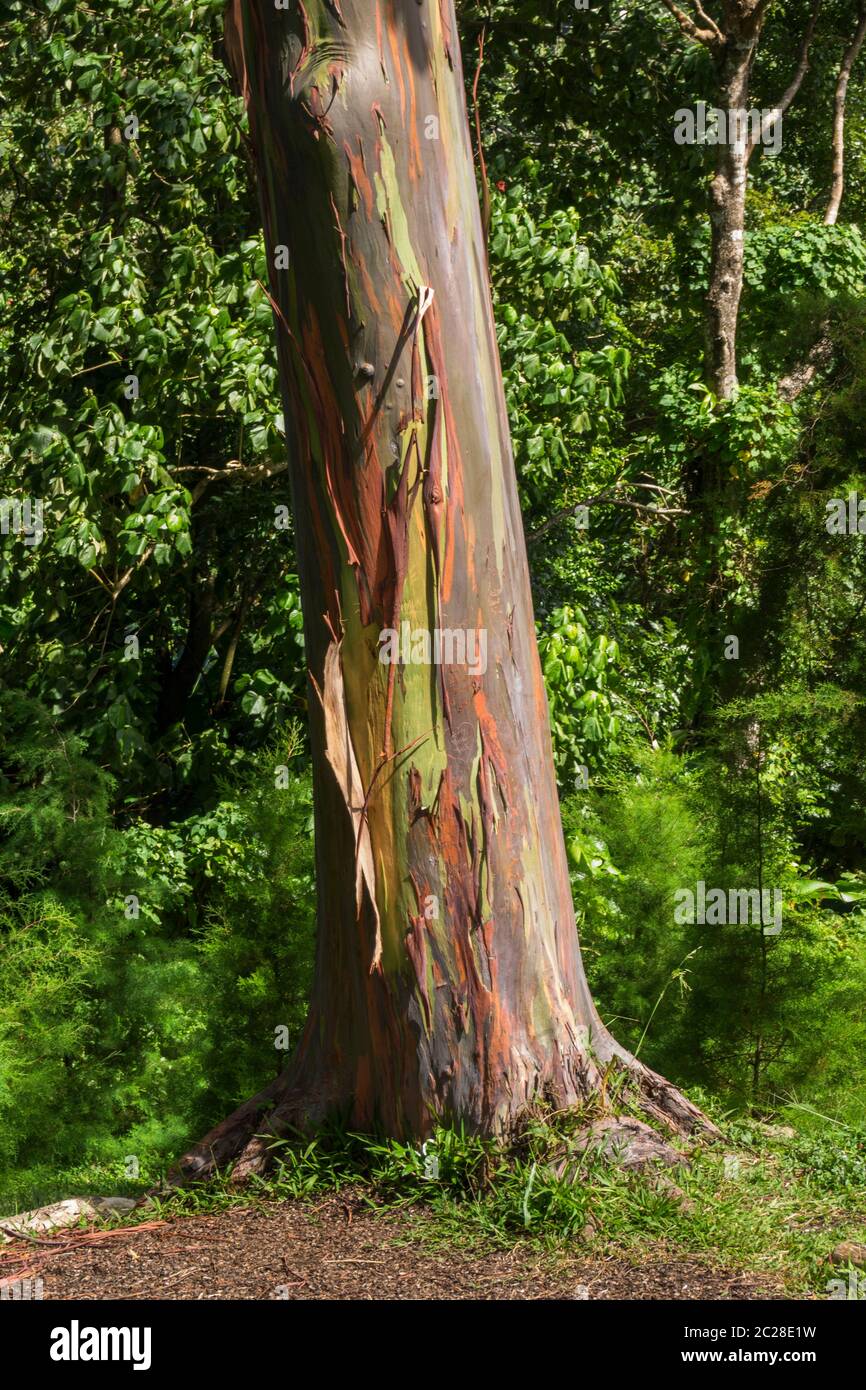 Karibisches Meer, Grenada - Mahagoni-Baum Stockfoto