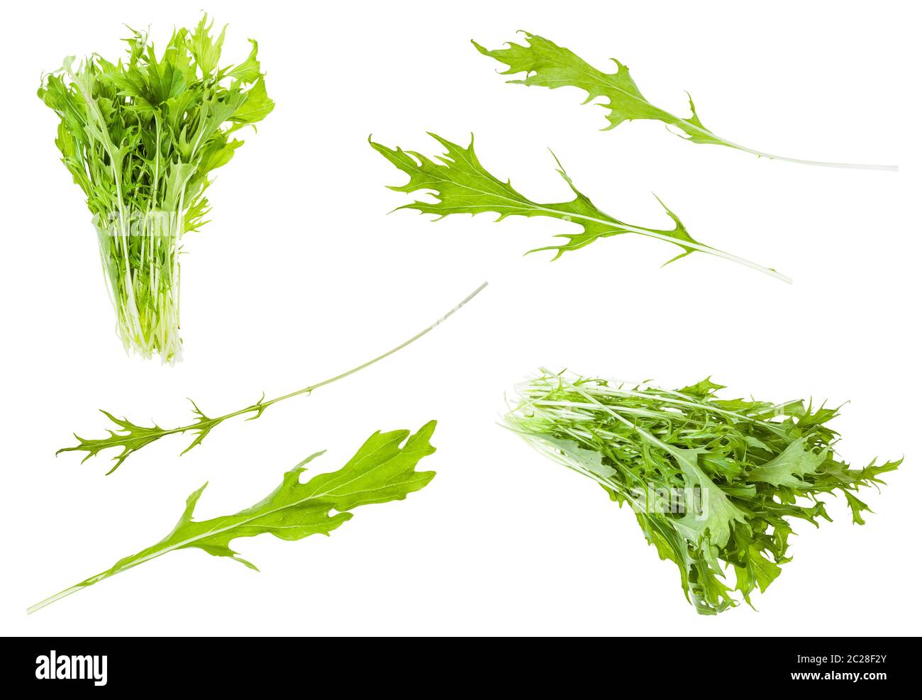 Verschiedene Blätter und Trauben der japanischen Blatt Kohl mizuna (Brassica rapa subsp nipposinica var Baumannii) Pflanze isoliert auf weißem Hintergrund Stockfoto