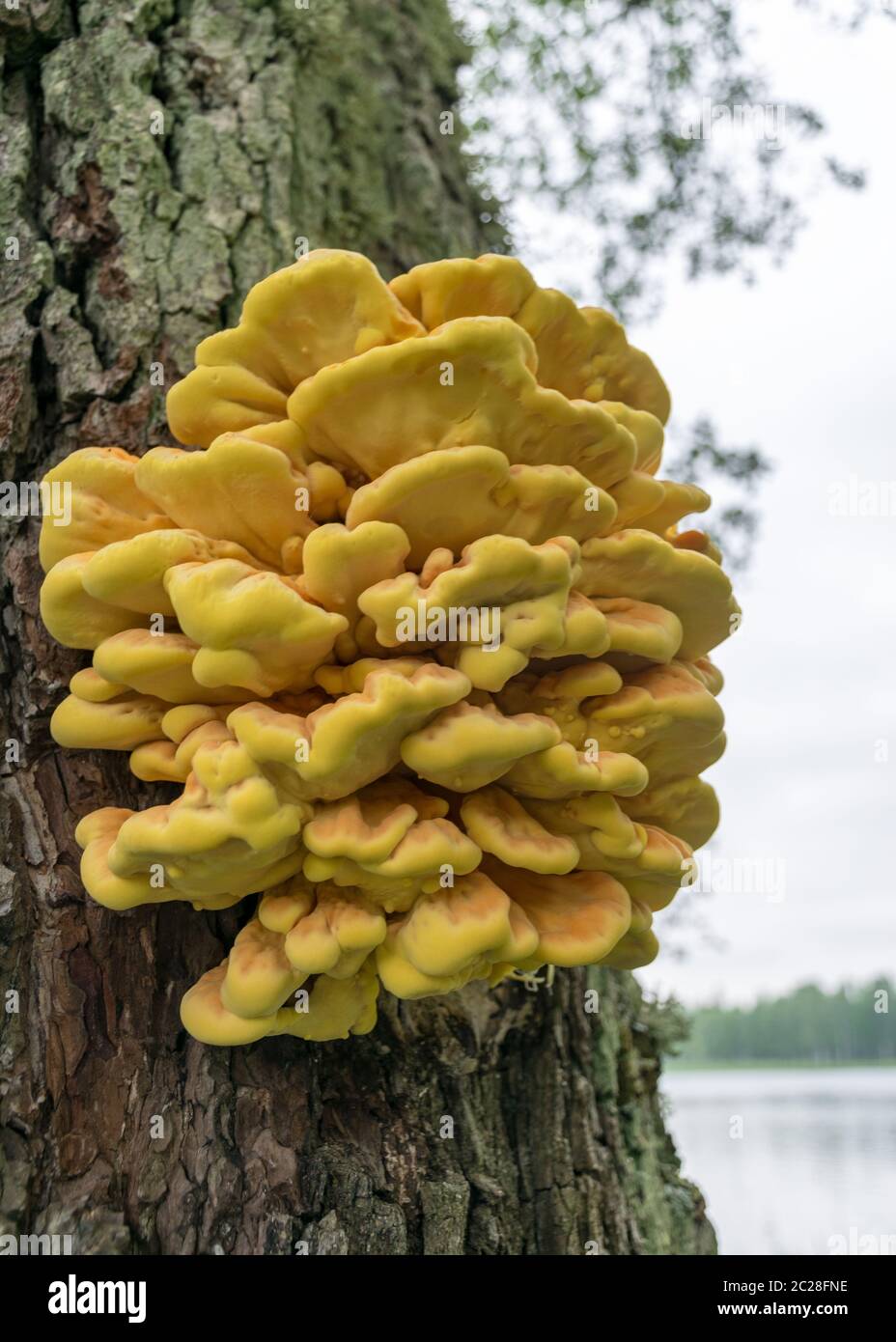 Sommer Natur Bild mit Laetiporus sulfureus - Arten von Bracketpilz (Pilze, die auf Bäumen wachsen), Schwefel Regal oder Hühnerpilz Stockfoto