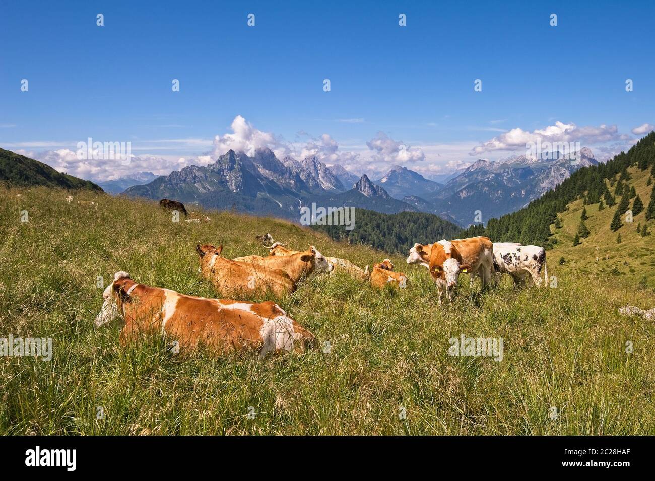 Kleine Herde grasende Kühe auf der Alp. Alpen Italien. Stockfoto