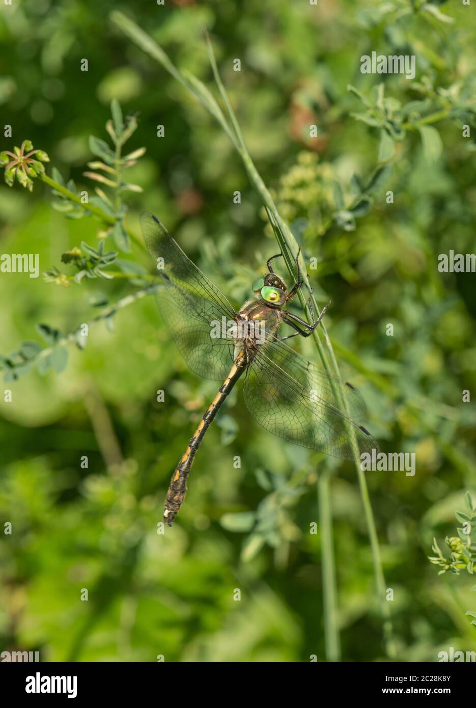 Ein Drache fliegt auf einem Blatt Stockfoto